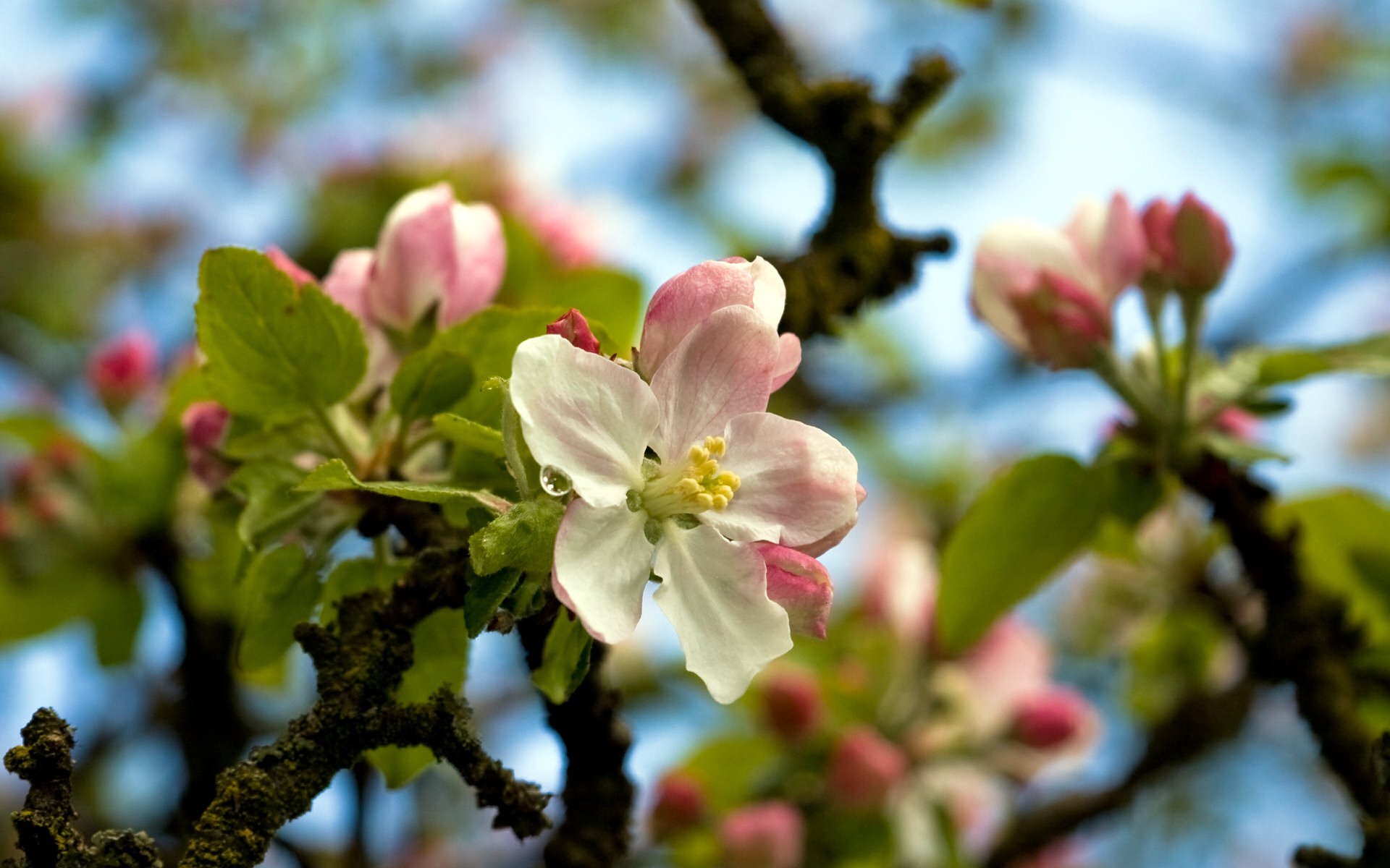 Обои цветы, дерево, весна, flowers, tree, spring разрешение 1920x1200 Загрузить