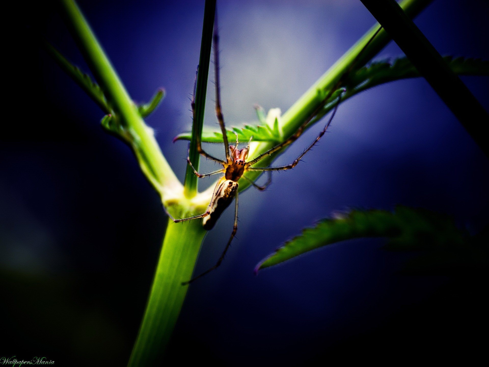 природа животные паук лист макро без смс