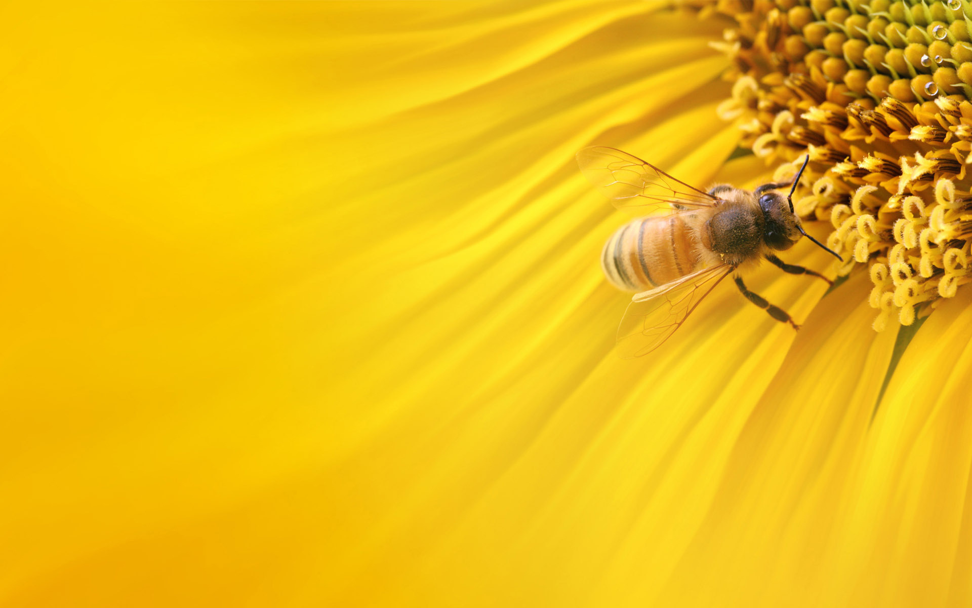 пчела цветок желтый скачать