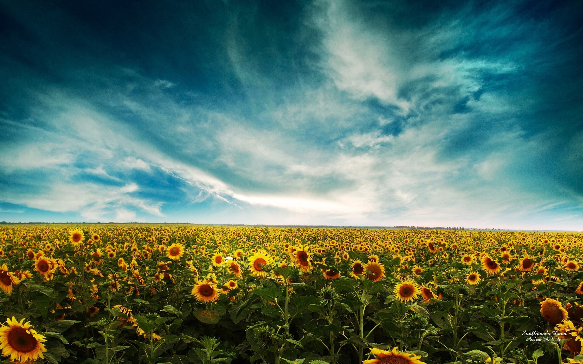 Обои небо, облака, поле, подсолнухи, the sky, clouds, field, sunflowers разрешение 1920x1200 Загрузить