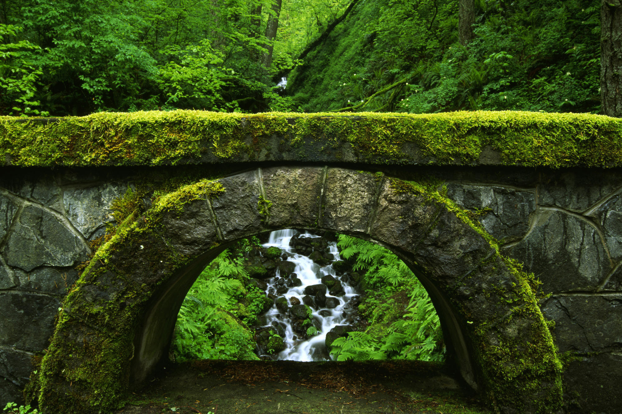 мостик лес зелень the bridge forest greens загрузить