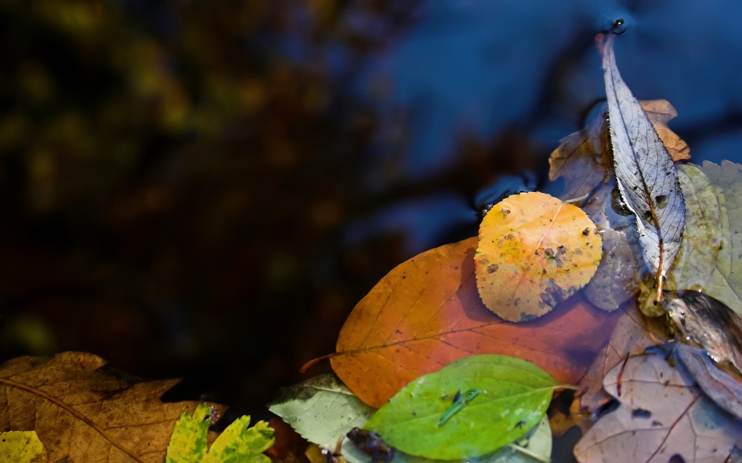 природа листья лужа осень без смс