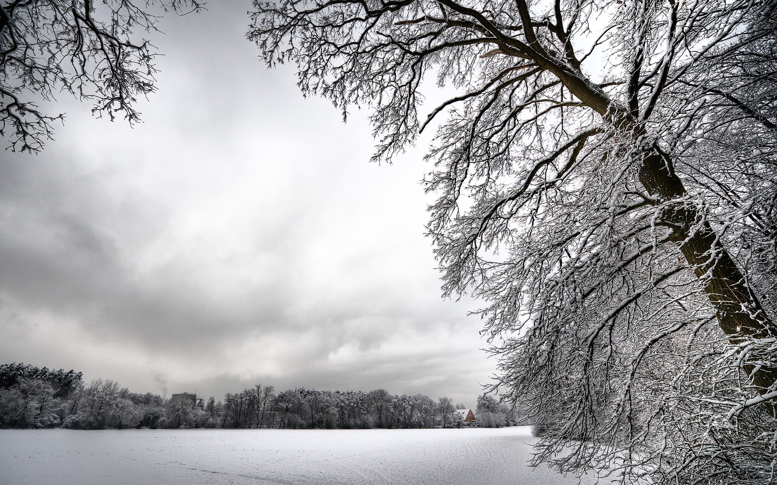 Обои деревья, снег, зима, белый, trees, snow, winter, white разрешение 2560x1600 Загрузить