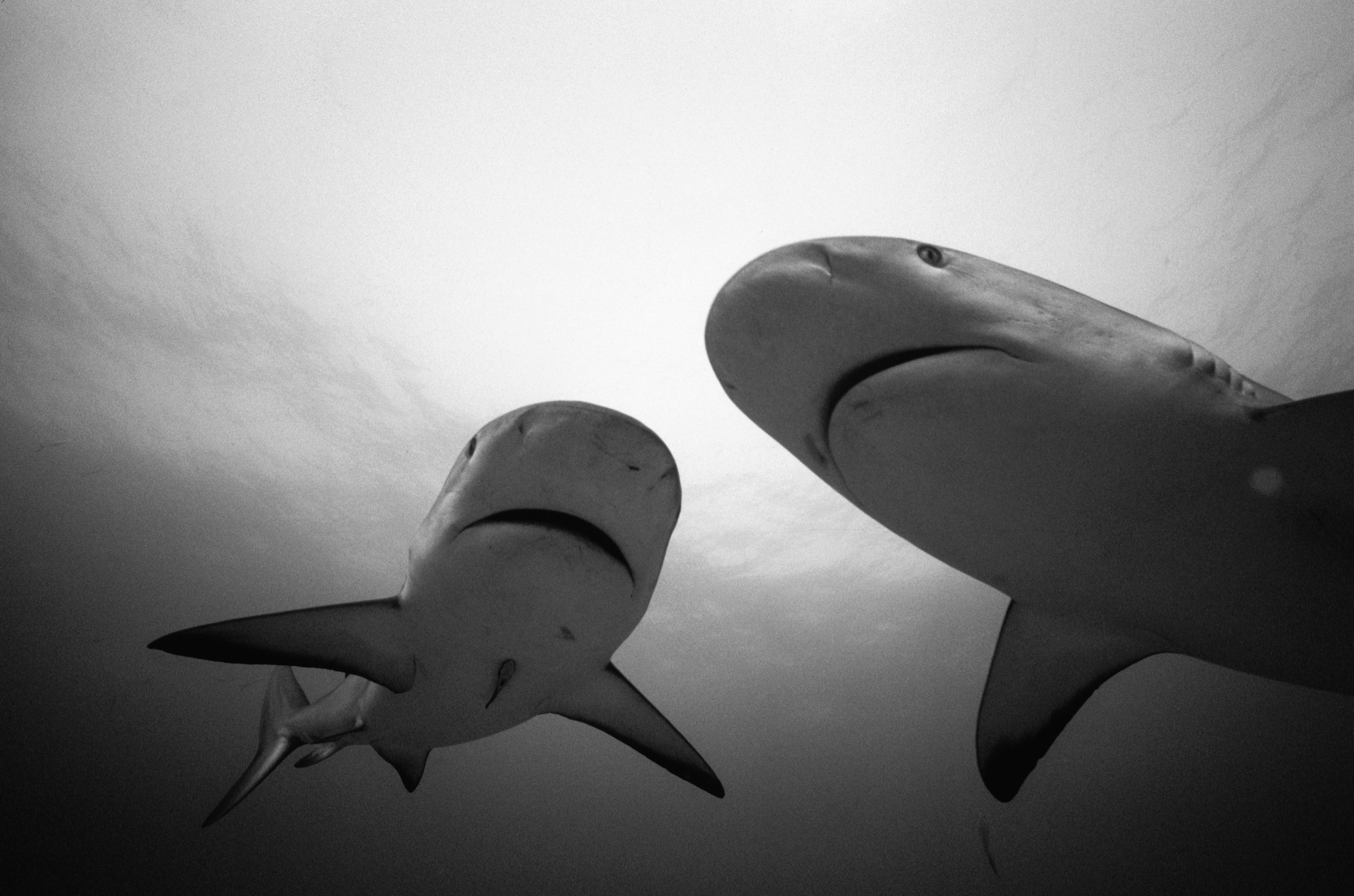 Обои чёрно-белое, белая, акула, подводный мир, hq, черно- белый, black and white, white, shark, underwater world разрешение 3442x2278 Загрузить