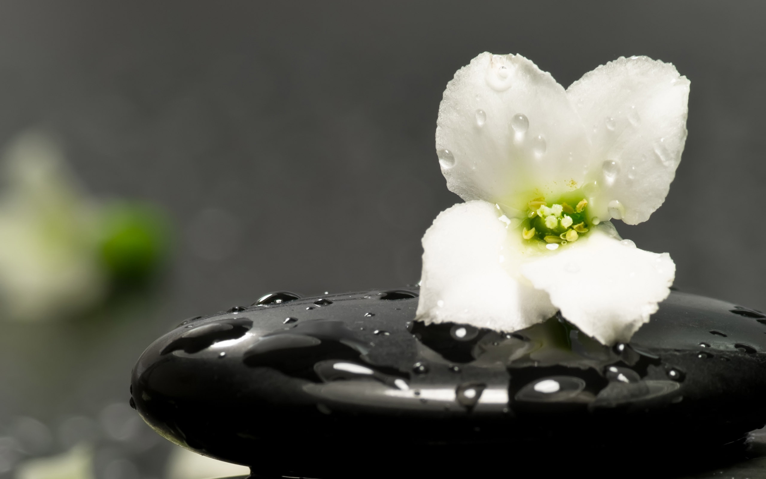Цветы капли дождь белые цветы бесплатно