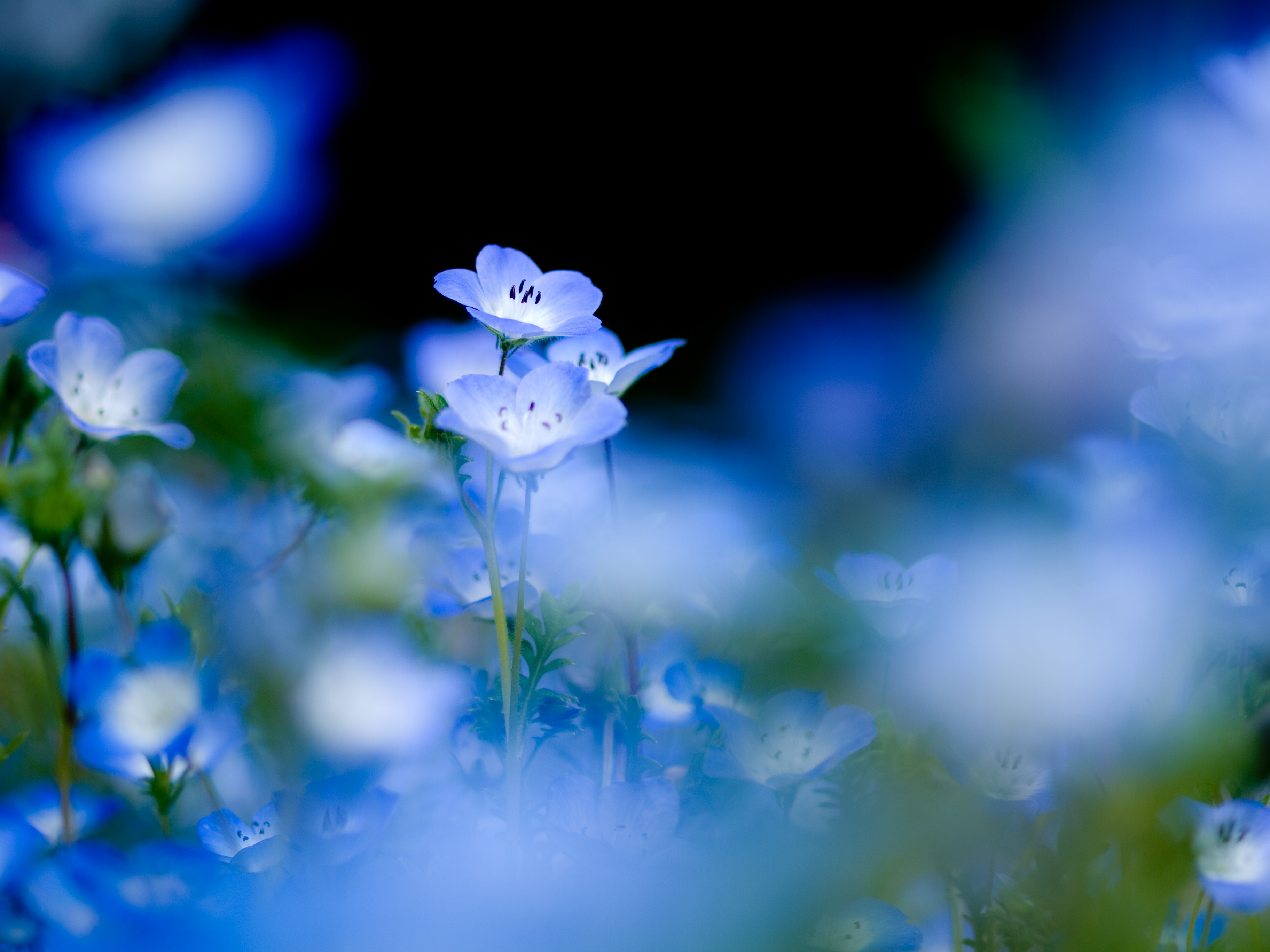 Синие цветы flowers загрузить