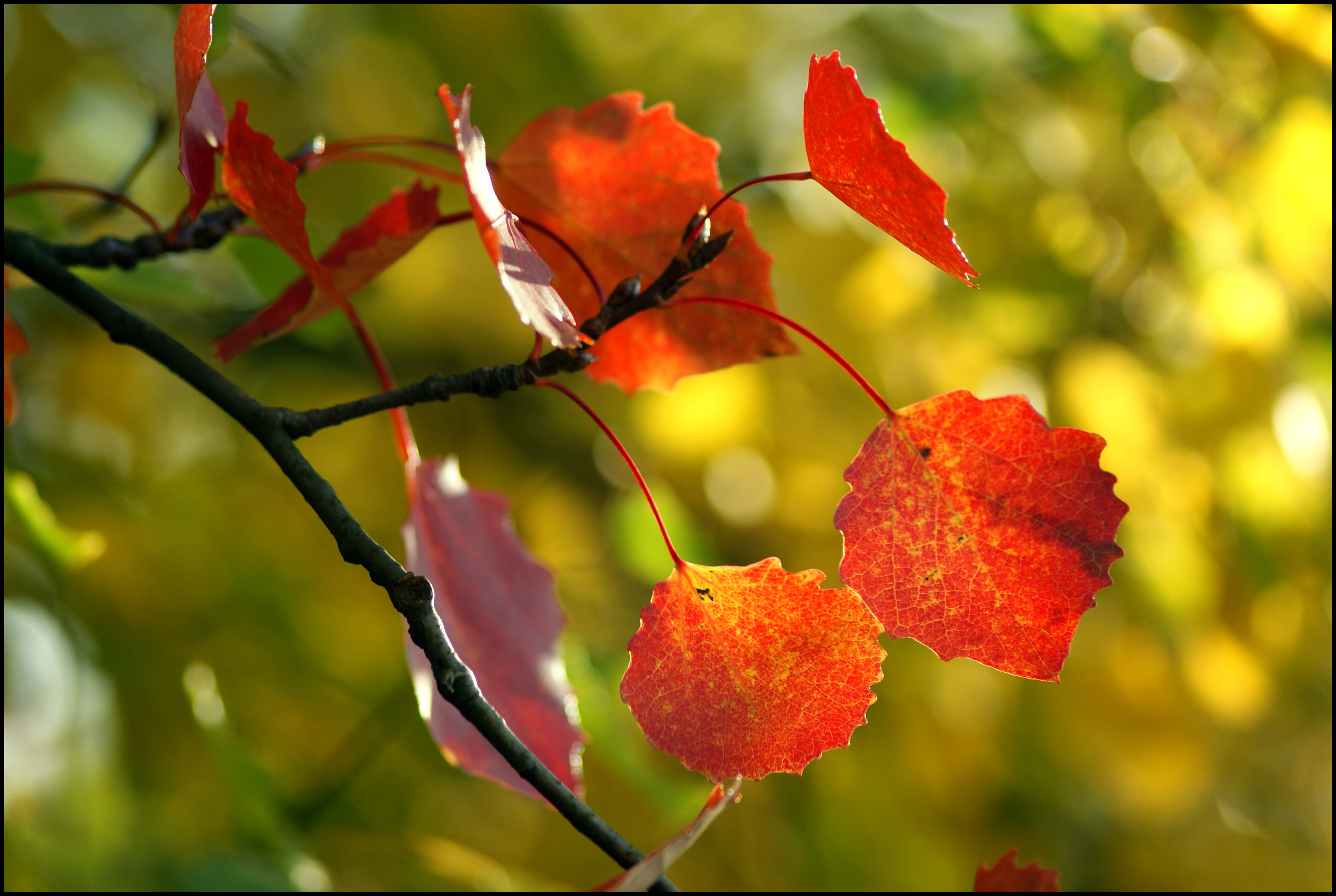 природа цветы деревья осень без смс