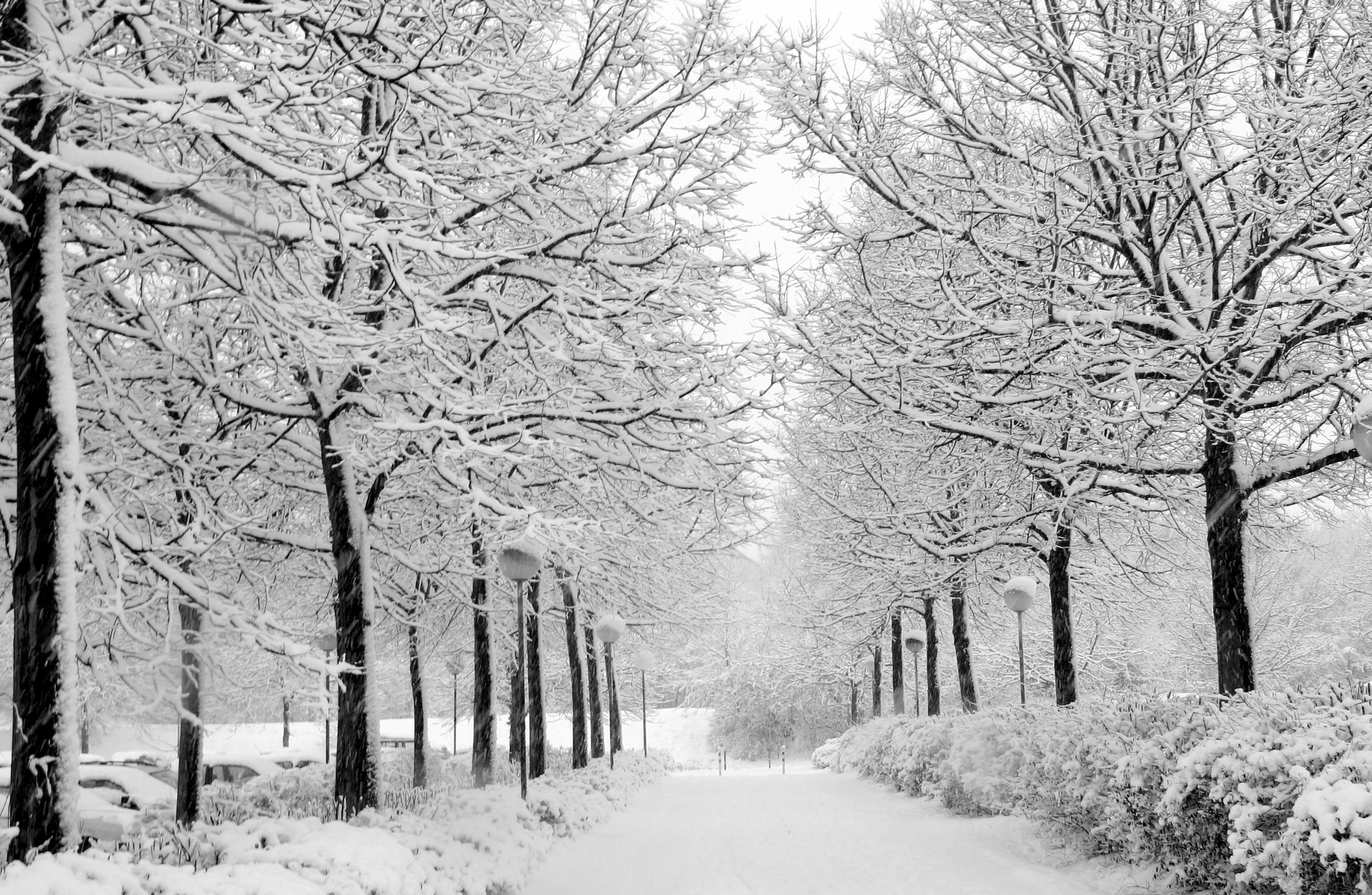 Обои снег, природа, зима, парк, чёрно-белое, аллея, уличный фонарь, snow, nature, winter, park, black and white, alley разрешение 2704x1764 Загрузить