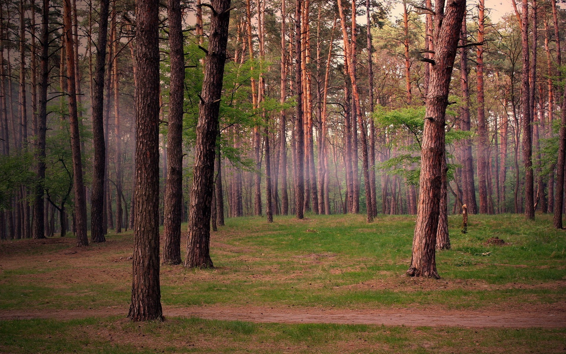 Обои деревья, лес, сосны, trees, forest, pine разрешение 1920x1200 Загрузить