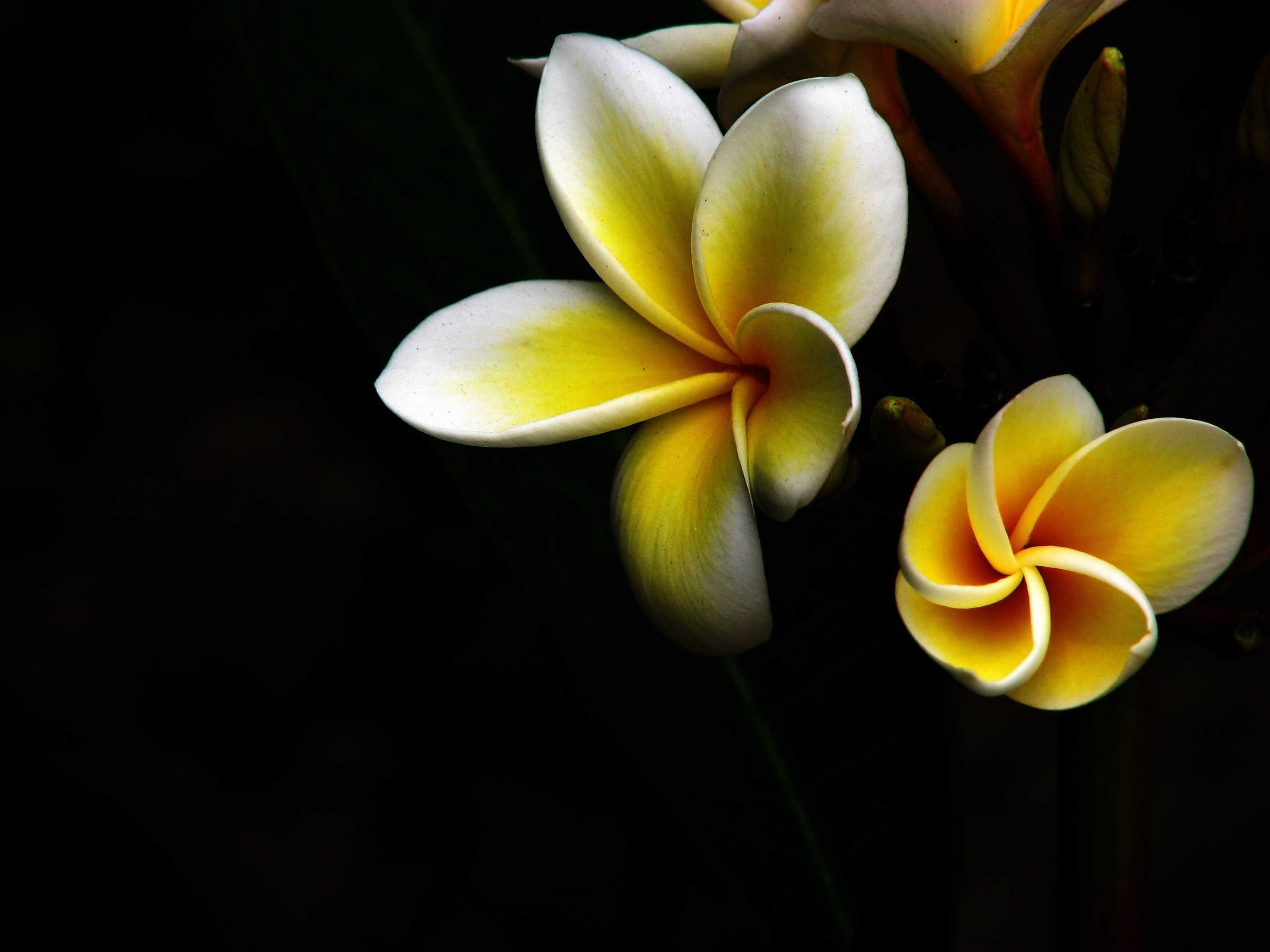 Обои желтый, макро, цветок, черный фон, плюмерия, yellow, macro, flower, black background, plumeria разрешение 2816x2112 Загрузить