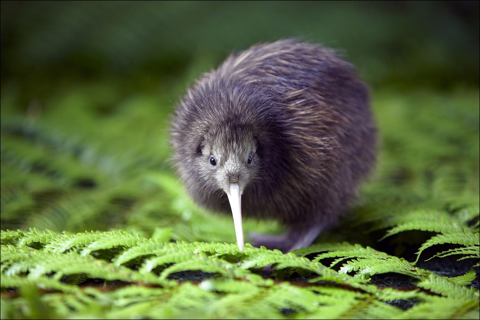 Млекопитающее зеленого цвета. Киви птица. Птица киви символ новой Зеландии. Новозеландский киви птица. Новозеландская киви киви.