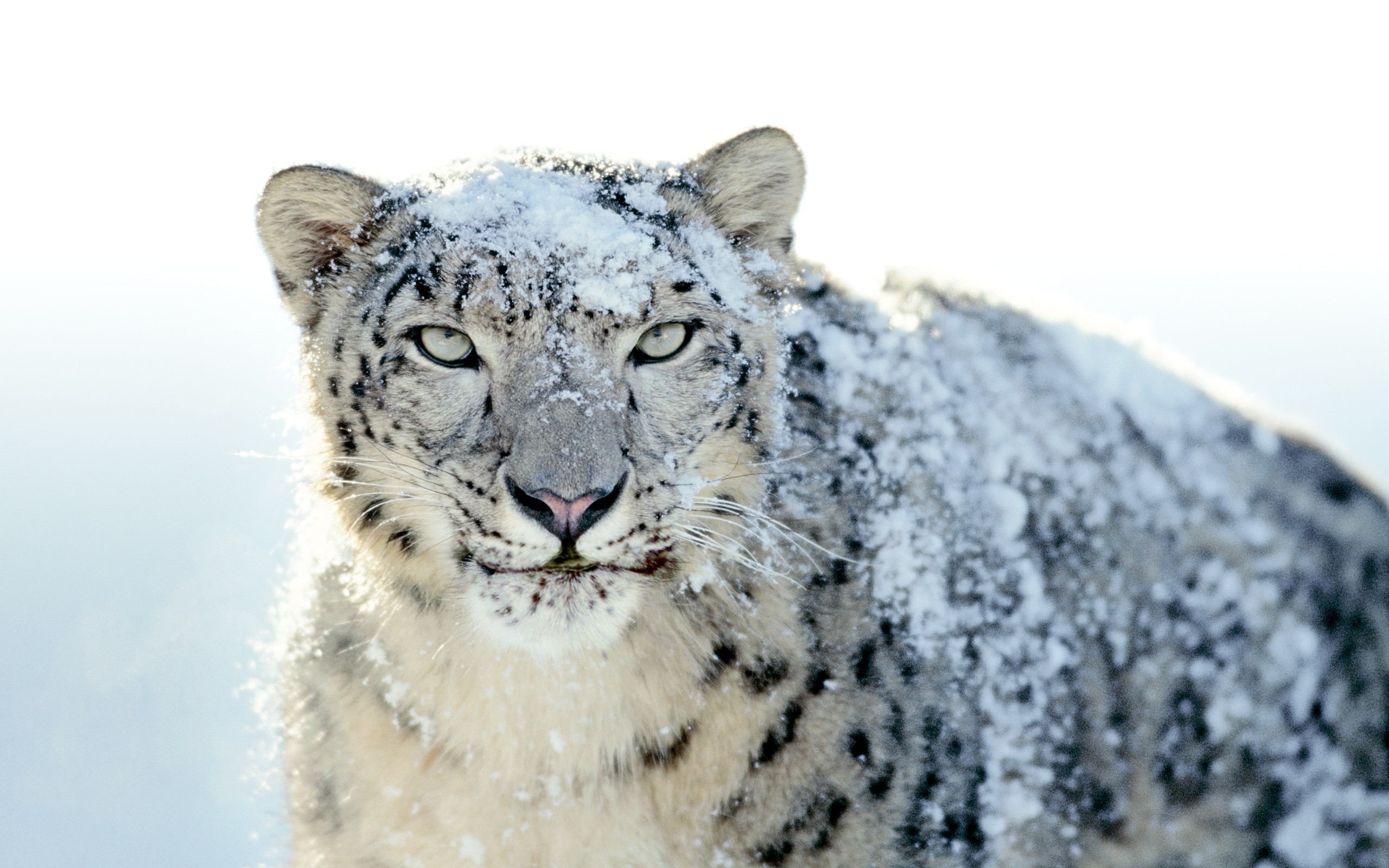 Обои снег, снежный барс, ирбис, snow, snow leopard, irbis разрешение 2560x1600 Загрузить