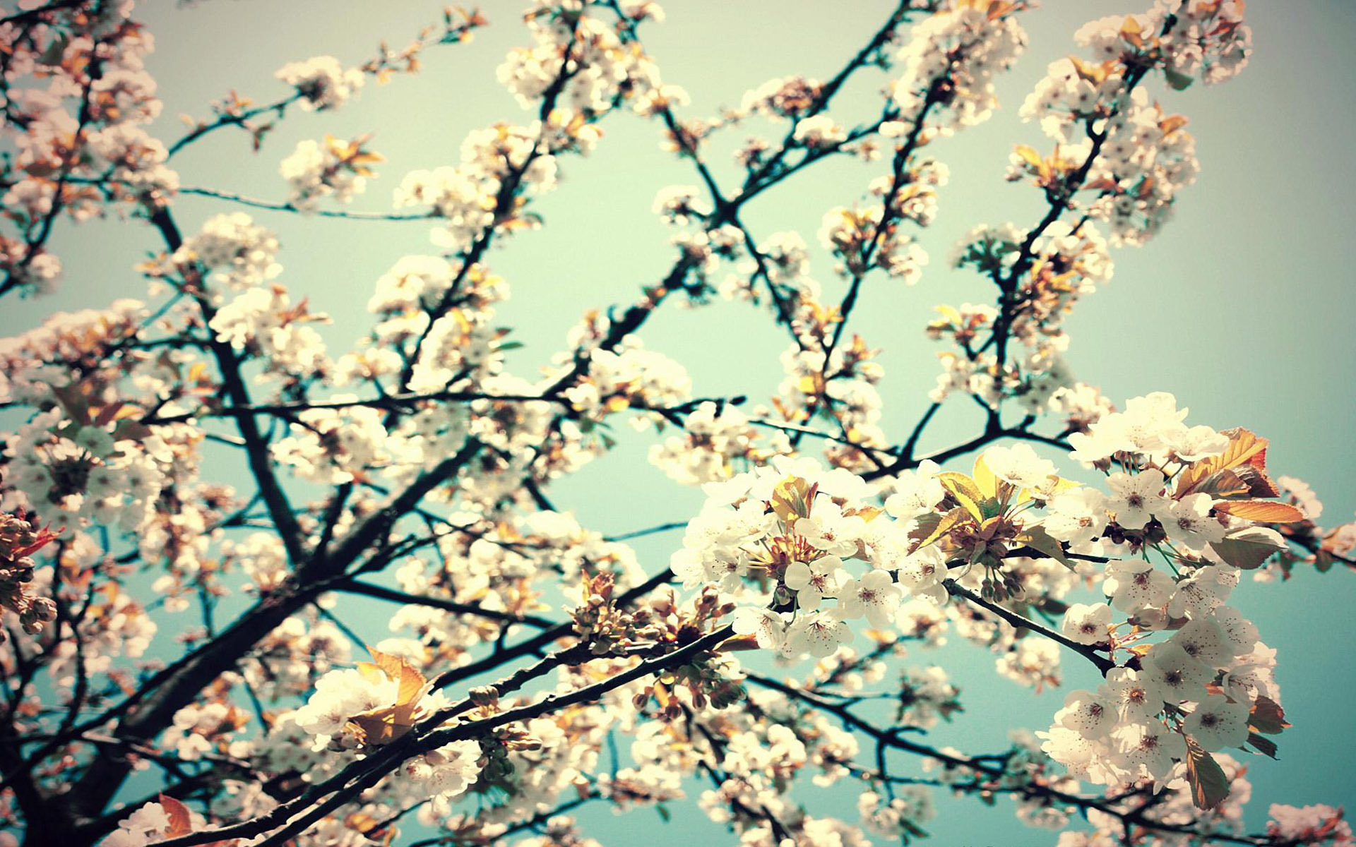 Весна, цветы, веточки без смс