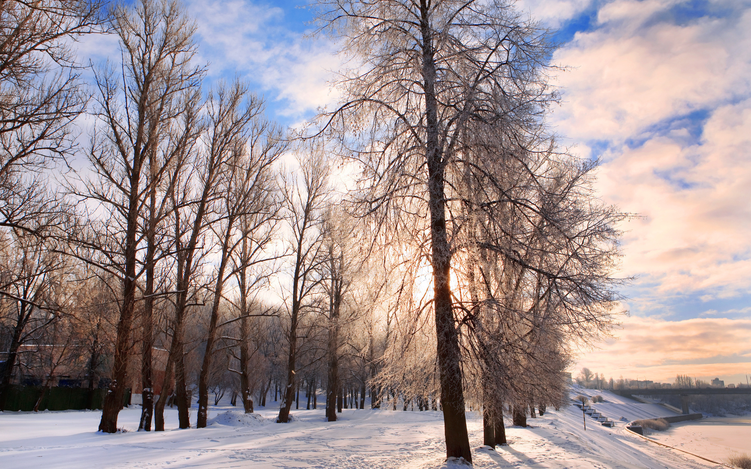 природа деревья зима бесплатно