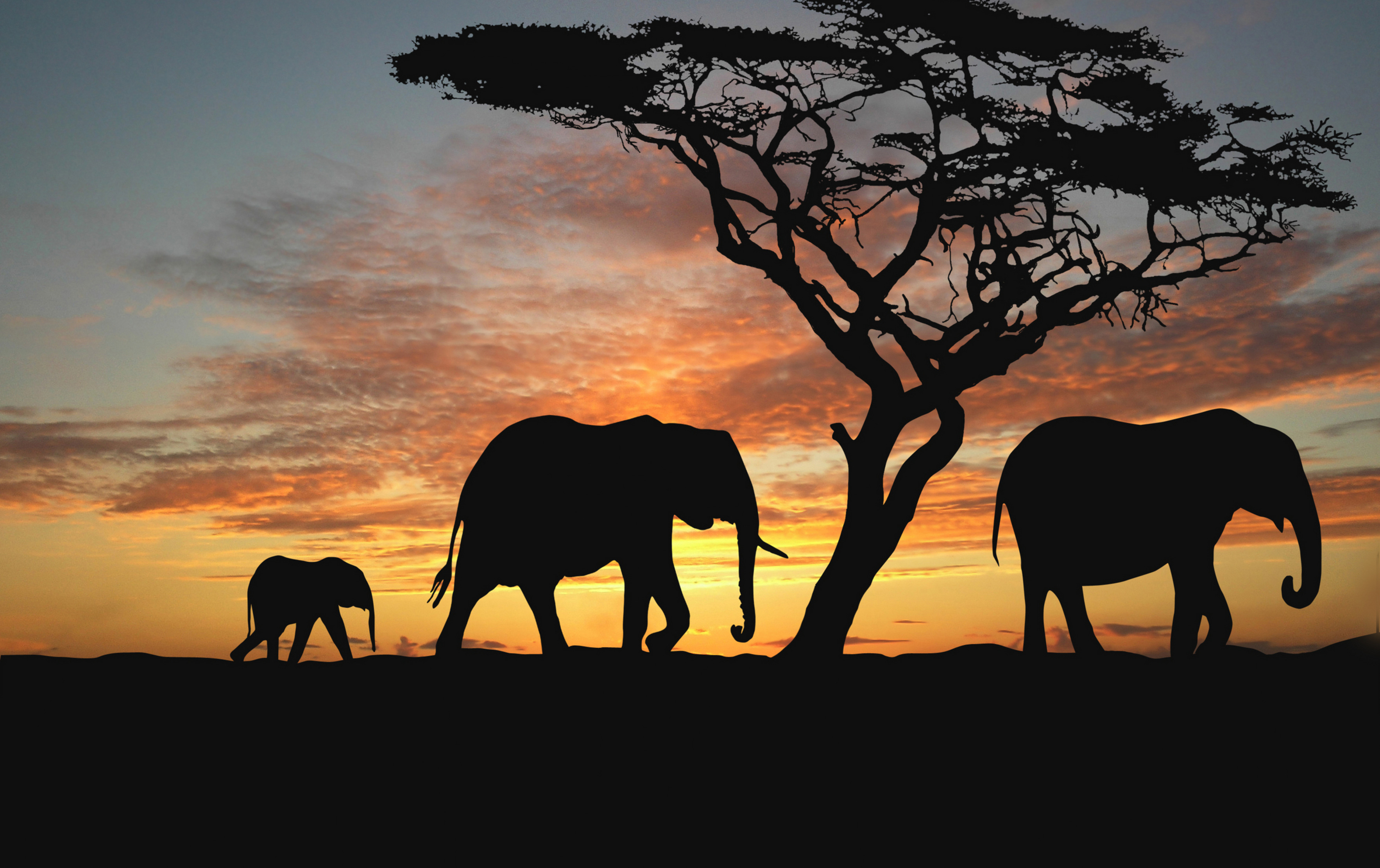 Fever Trees at Sunset, Africa без смс