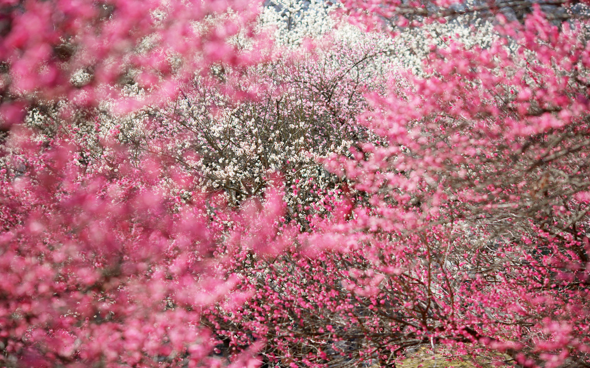 Обои деревья, сакура, соцветия, trees, sakura, inflorescence разрешение 1920x1200 Загрузить