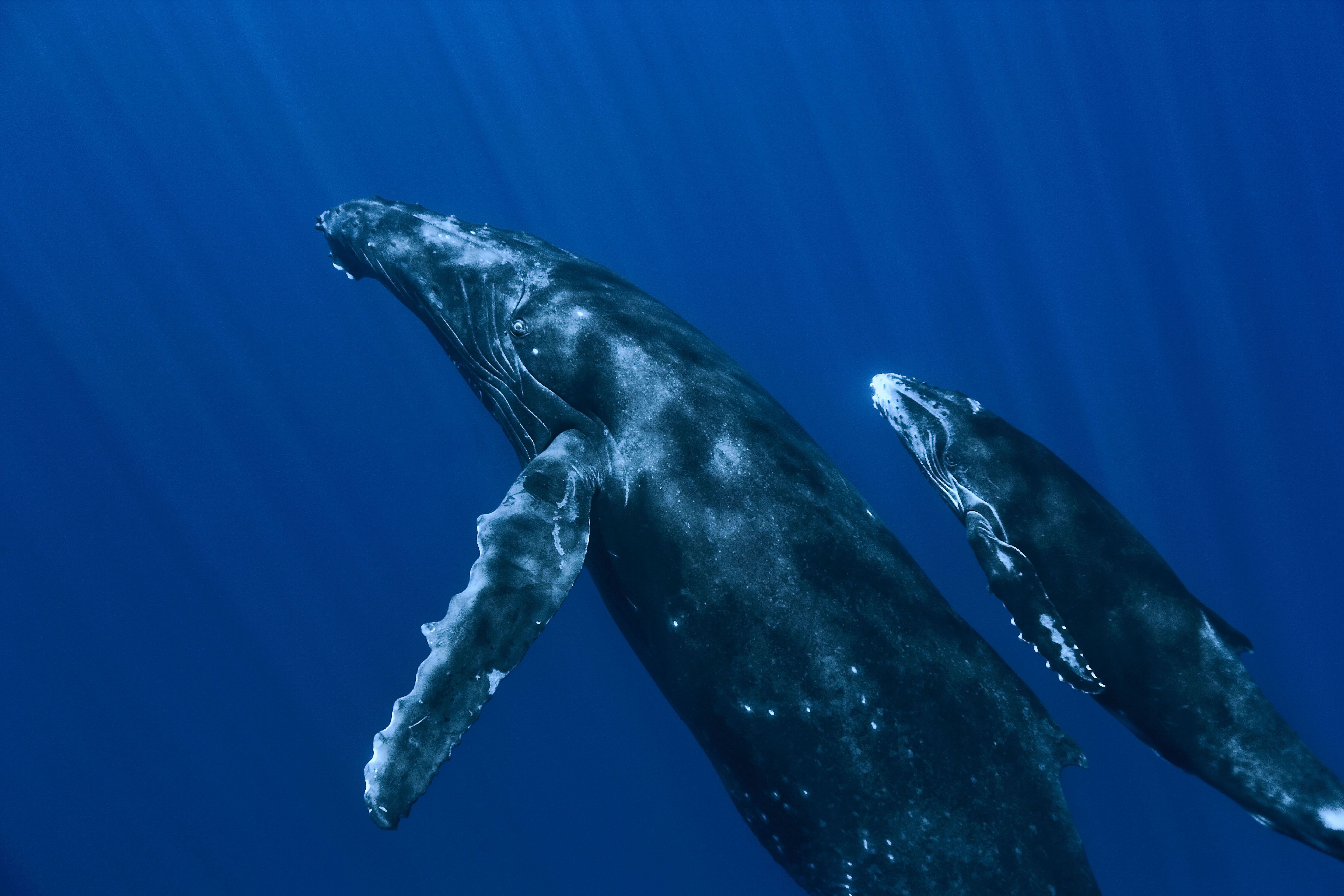 Какие отношения между китом и тунцом. Китообразные горбатый кит. Горбач синий кит Кашалот. Кит-Горбач, или горбатый кит. Синий горбатый кит.