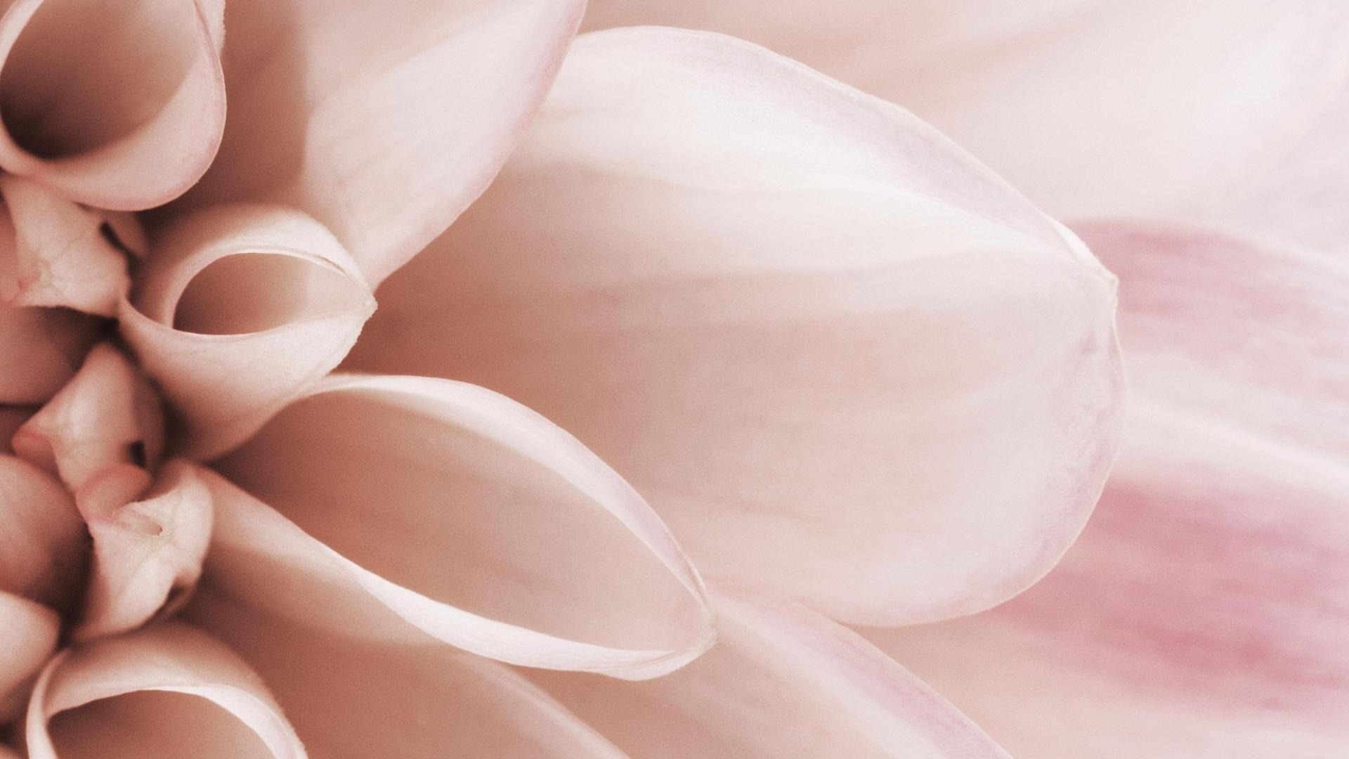 Обои макро, цветок, лепестки, розовый, нежность, macro, flower, petals, pink, tenderness разрешение 1920x1080 Загрузить