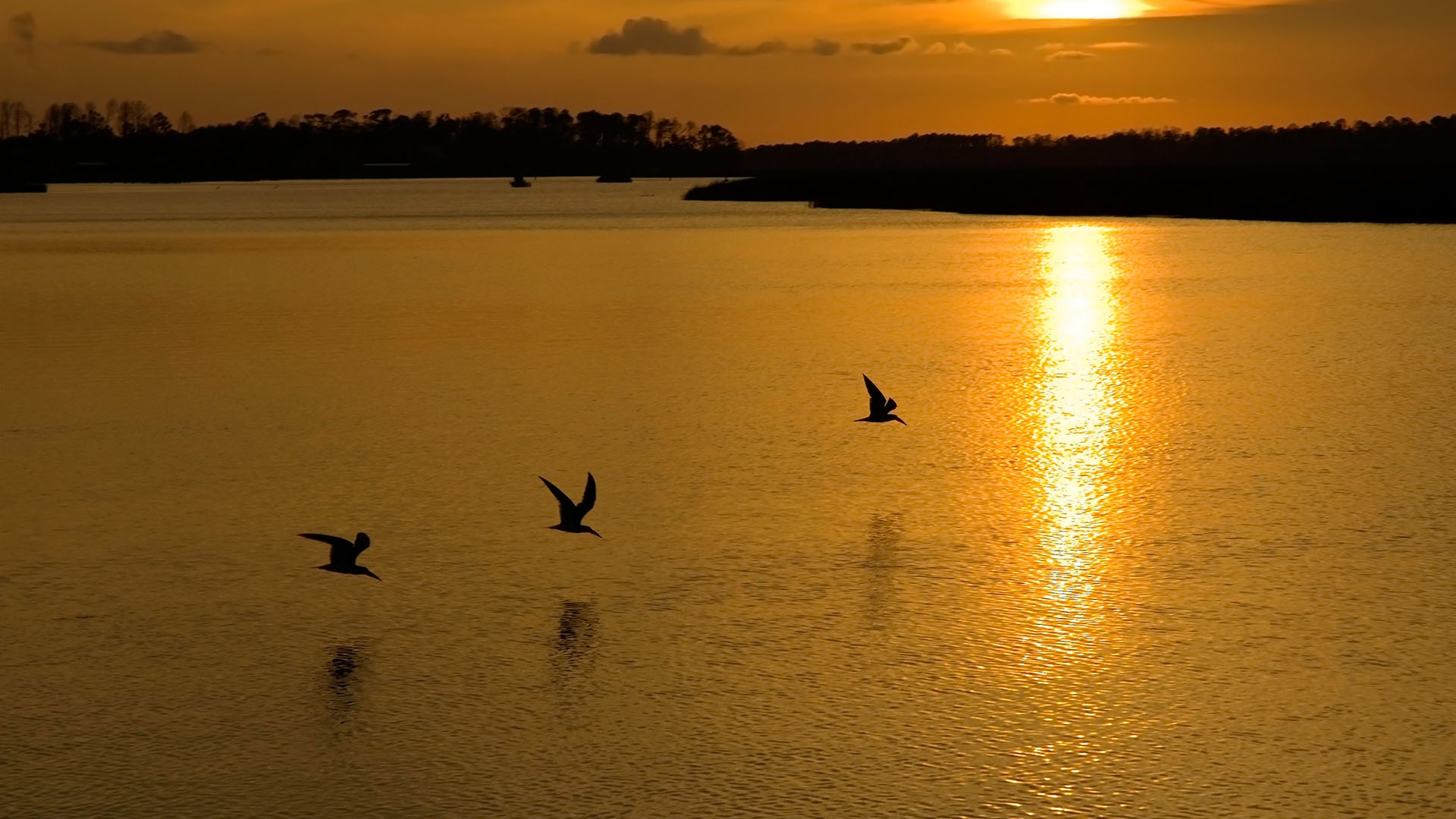 Обои озеро, закат, птицы, lake, sunset, birds разрешение 1920x1080 Загрузить