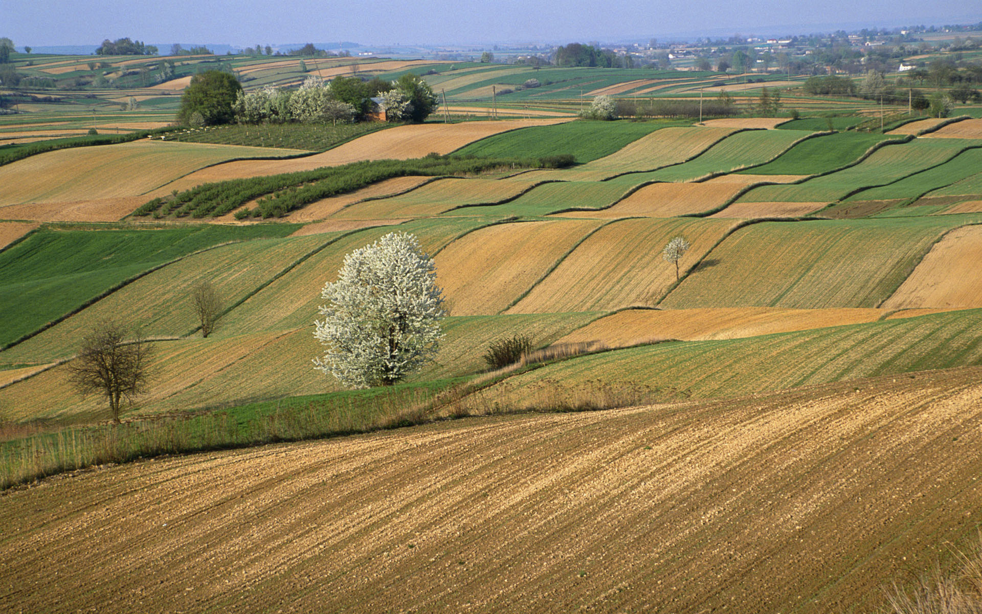 Обои поле, горизонт, польша, field, horizon, poland разрешение 1920x1200 Загрузить