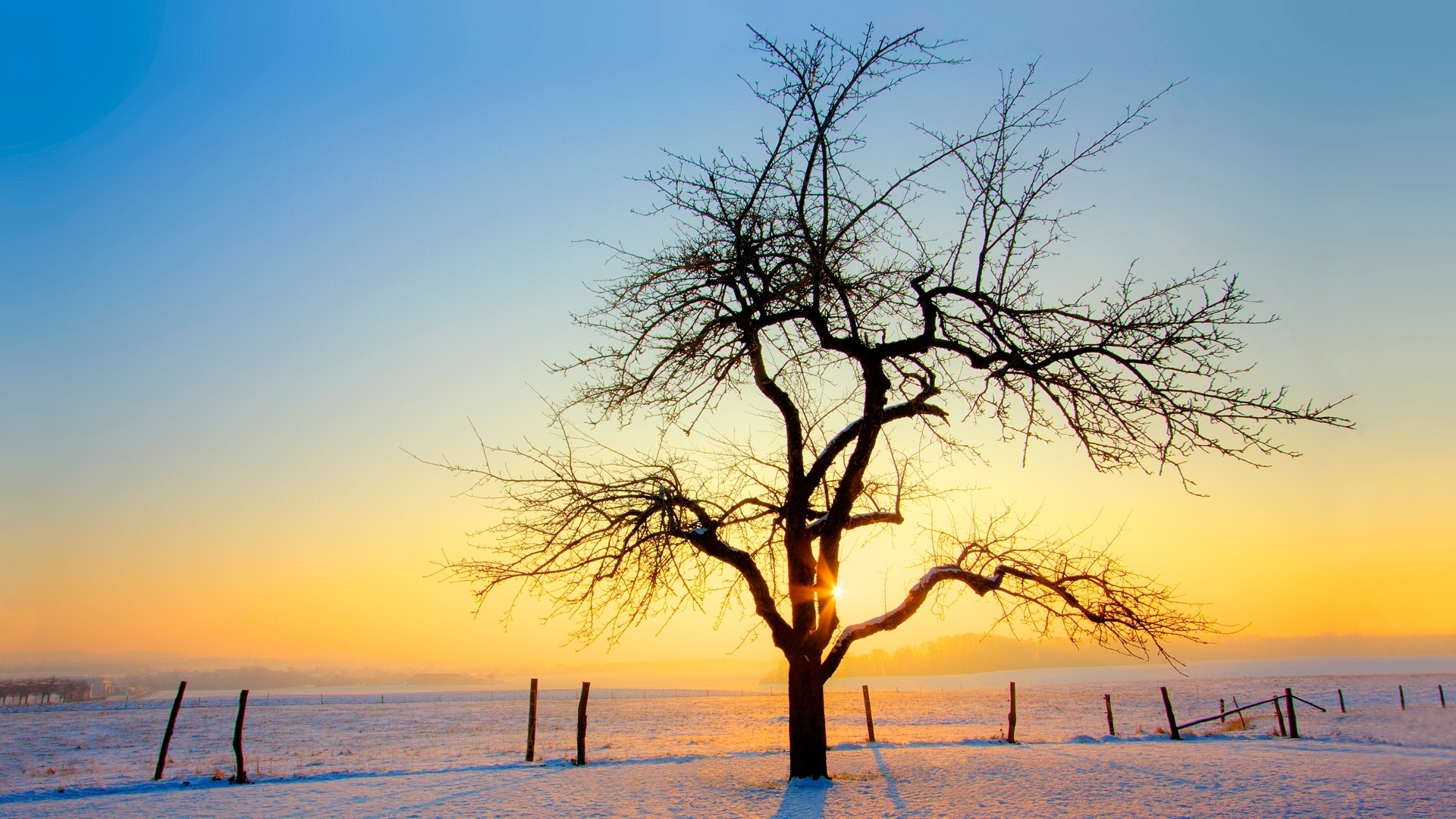 Обои снег, дерево, закат, зима, snow, tree, sunset, winter разрешение 1920x1080 Загрузить