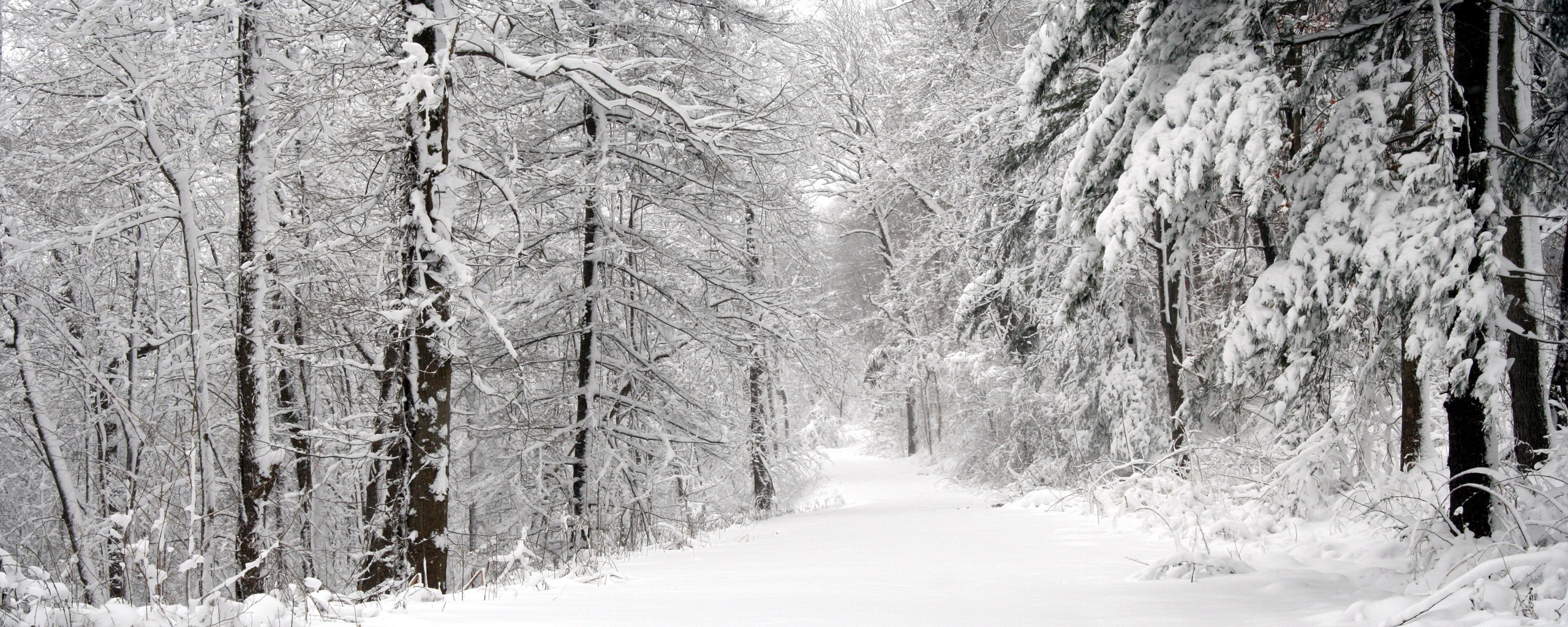 зима снег дорога лес бесплатно