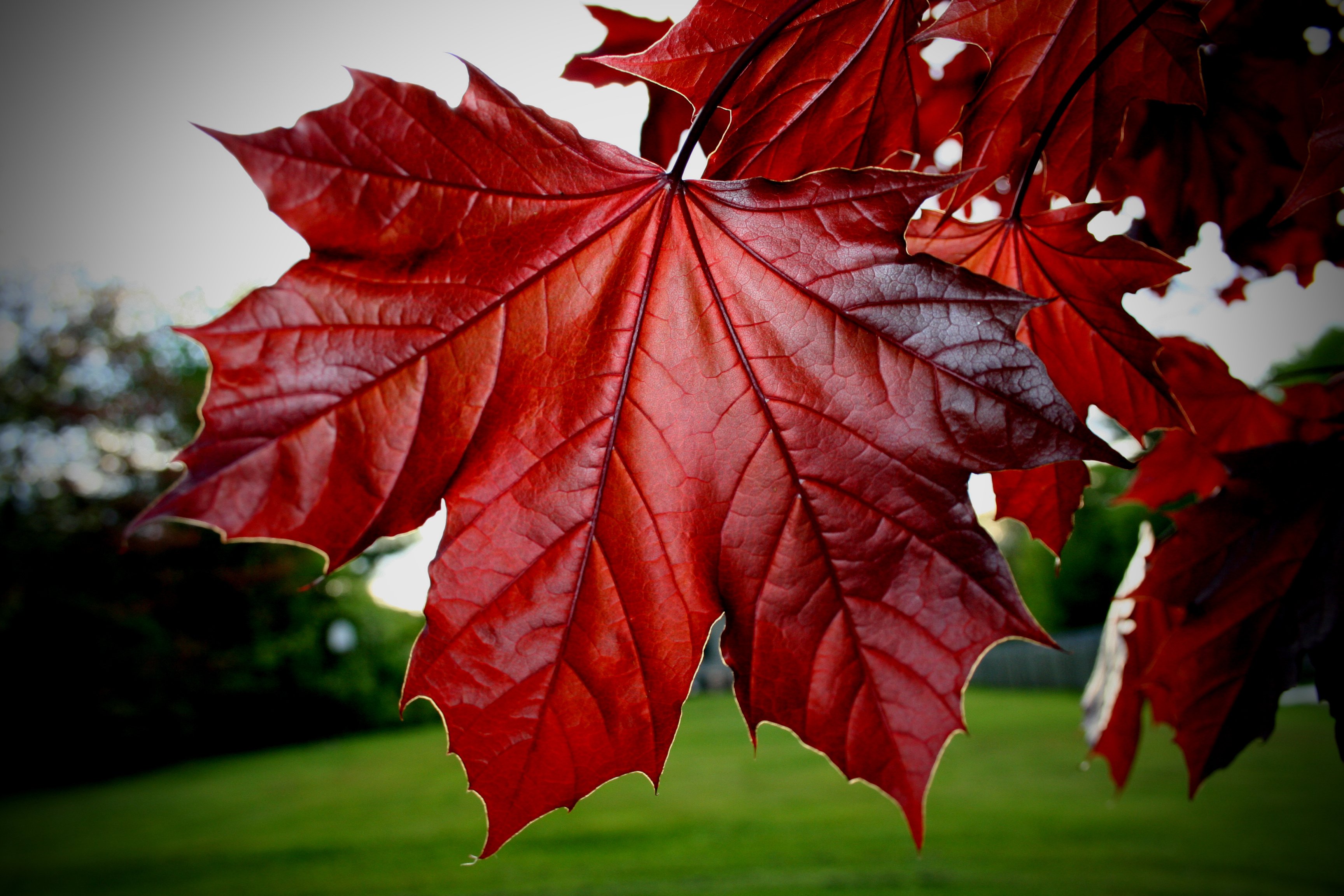 Листья картинки. Лист клена. Клен краснолистный. Листья клен Acer rubrum. Клен Red Maple Leaf.