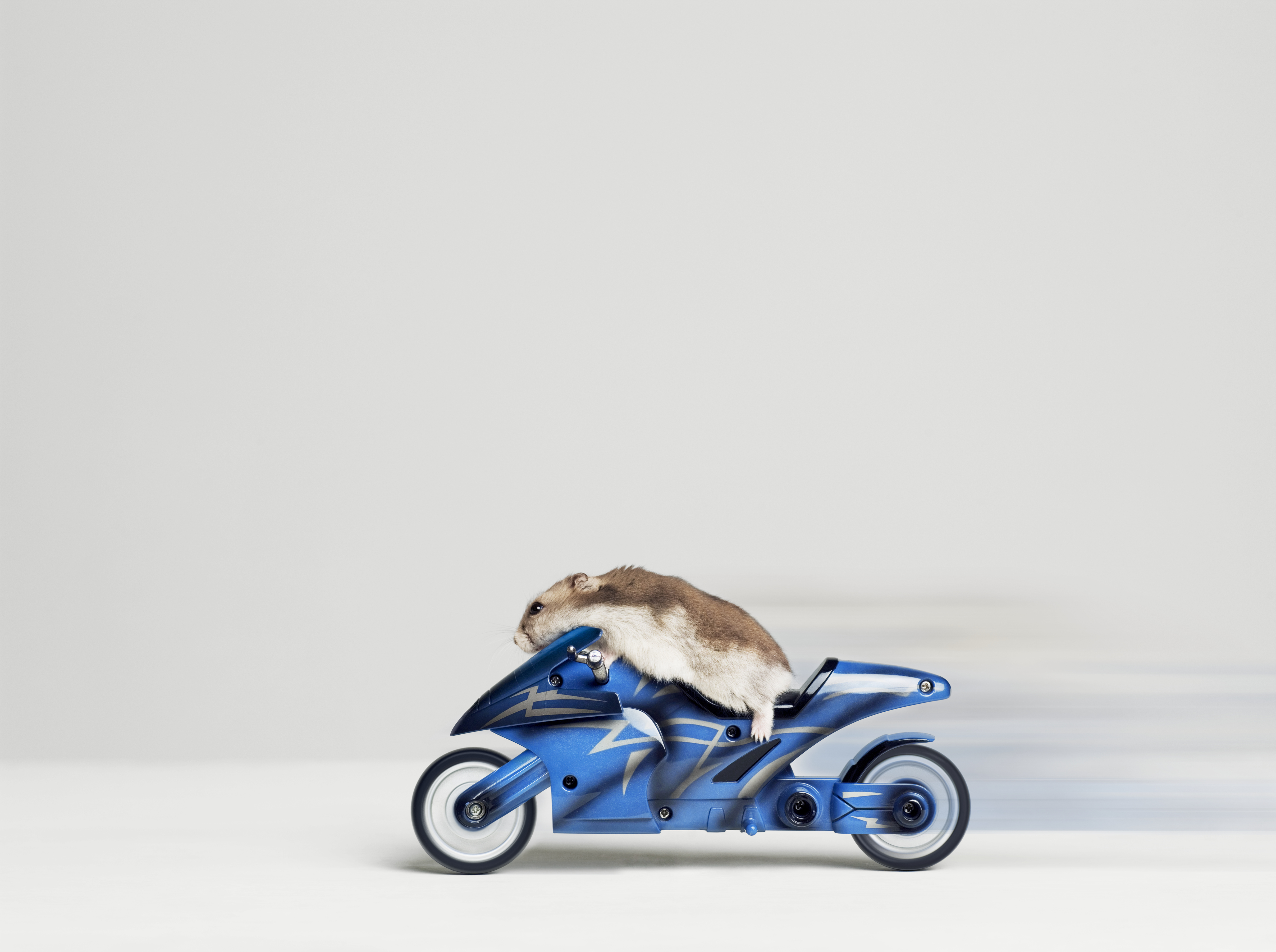 собака животное очки мотоцикл без смс