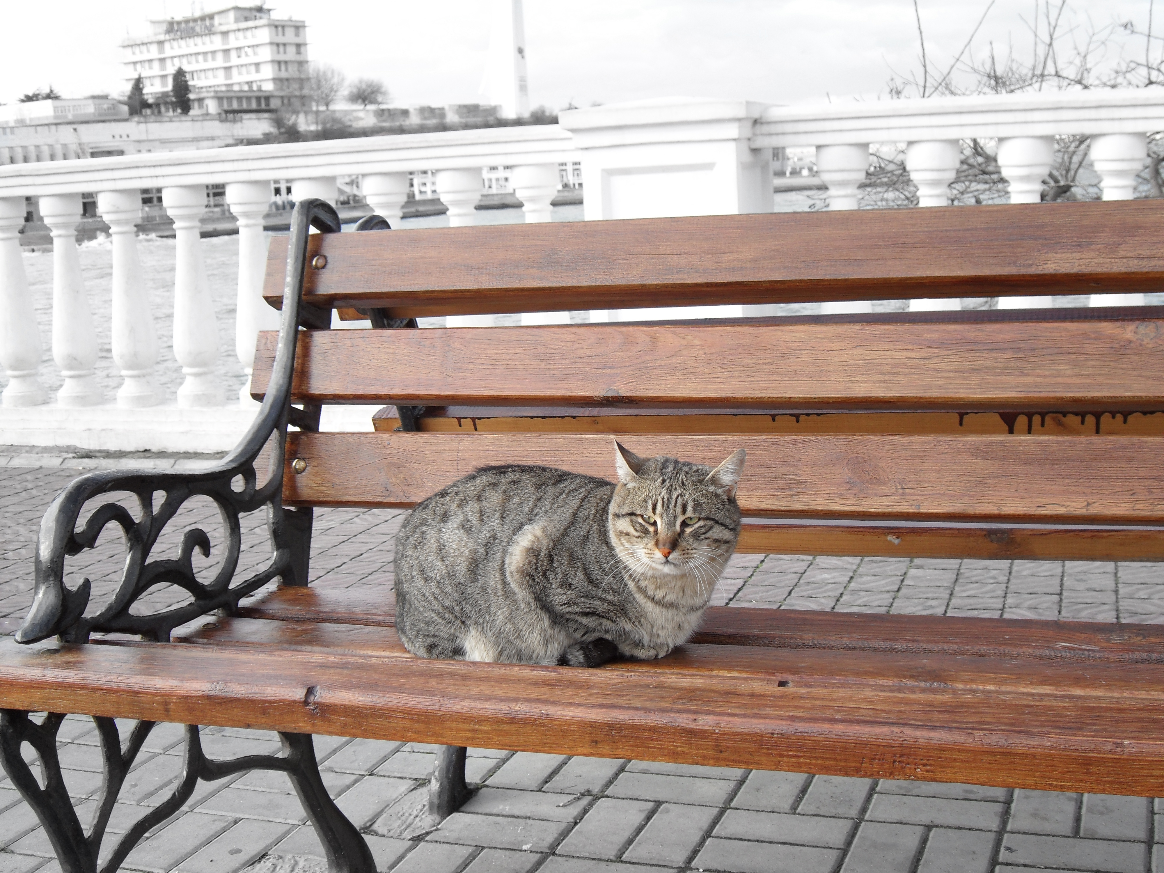кошка сонная скамейка брусчатка без смс