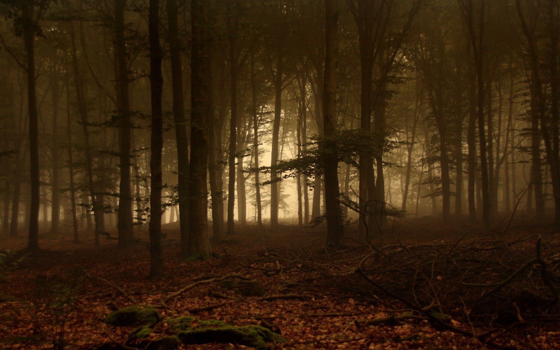 Обои деревья, лес, листья, туман, ветки, мох, trees, forest, leaves, fog, branches, moss разрешение 1920x1200 Загрузить