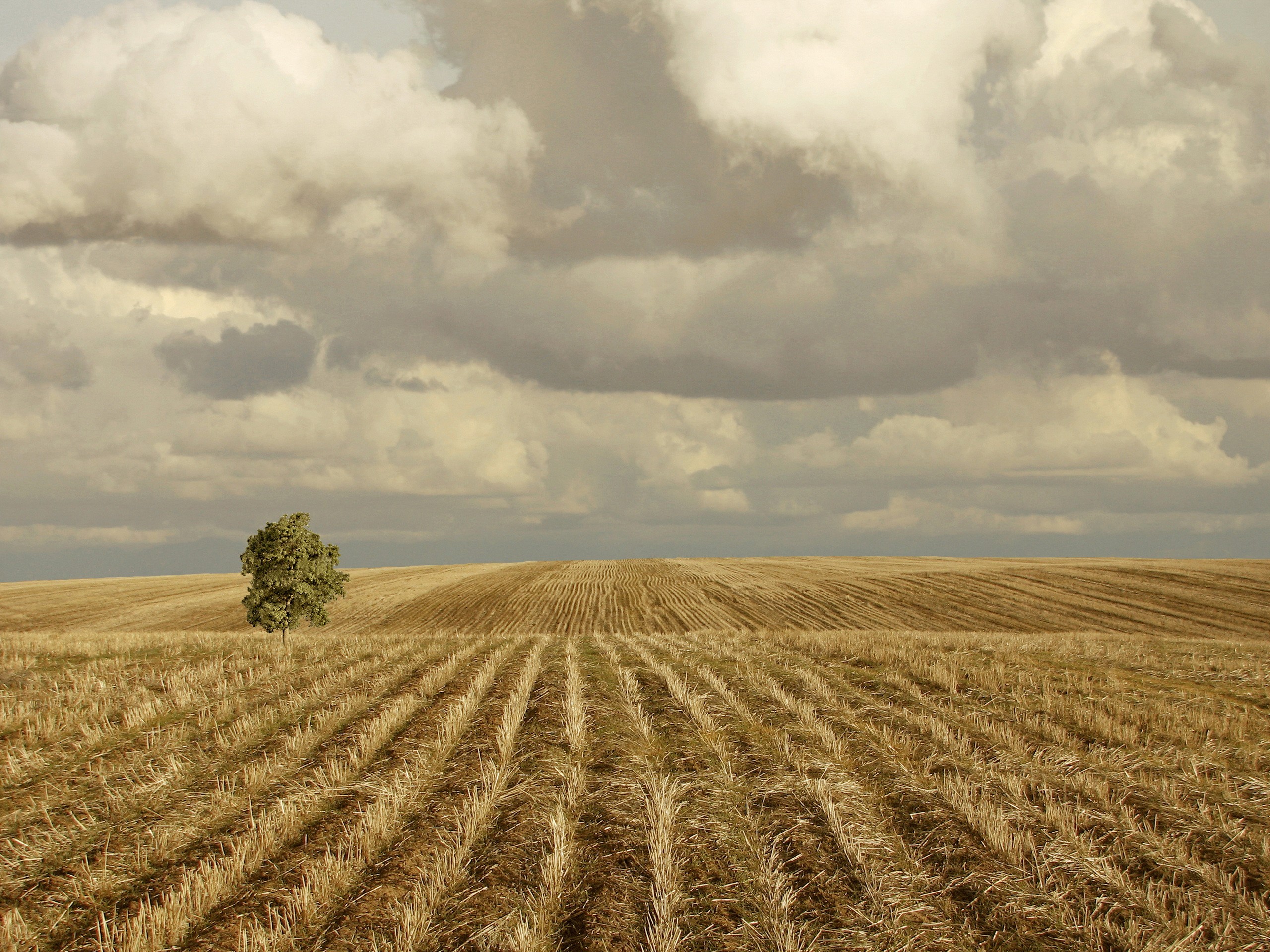 Охотное поле. В поле. Осеннее поле. Пшеничное поле. Пустое поле.
