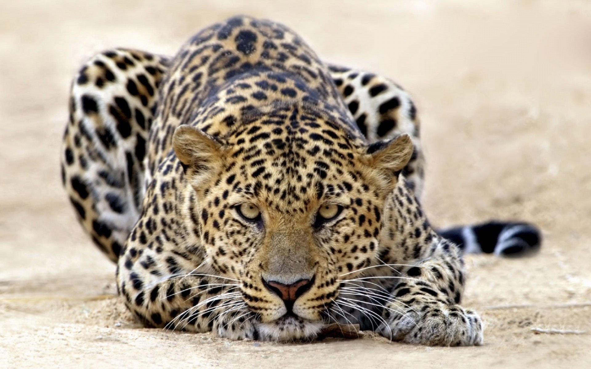 Обои тигр, леопард, кошки, атака, tiger, leopard, cats, attack разрешение 1920x1200 Загрузить