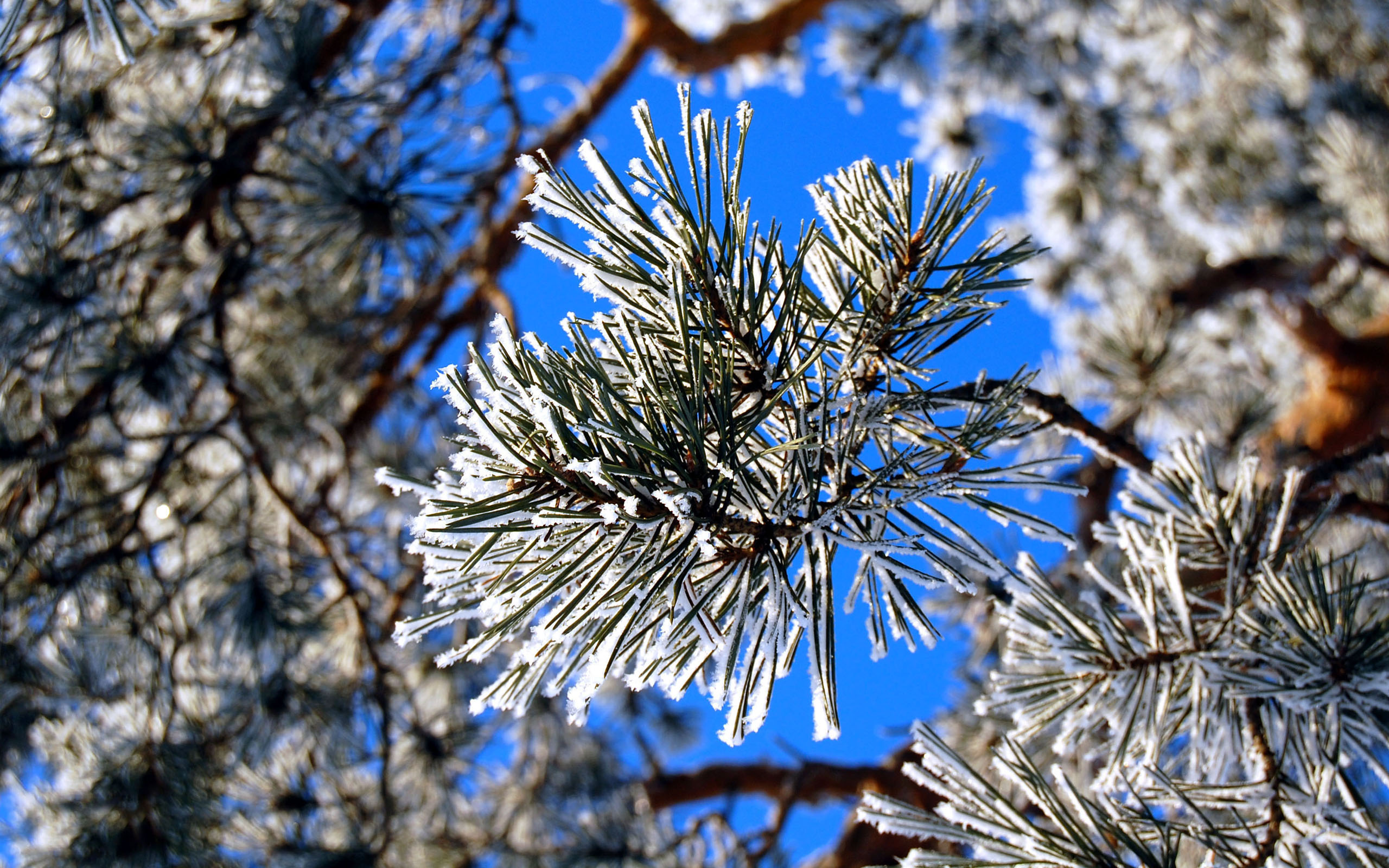 Обои зима, иней, сосна, winter, frost, pine разрешение 2560x1600 Загрузить