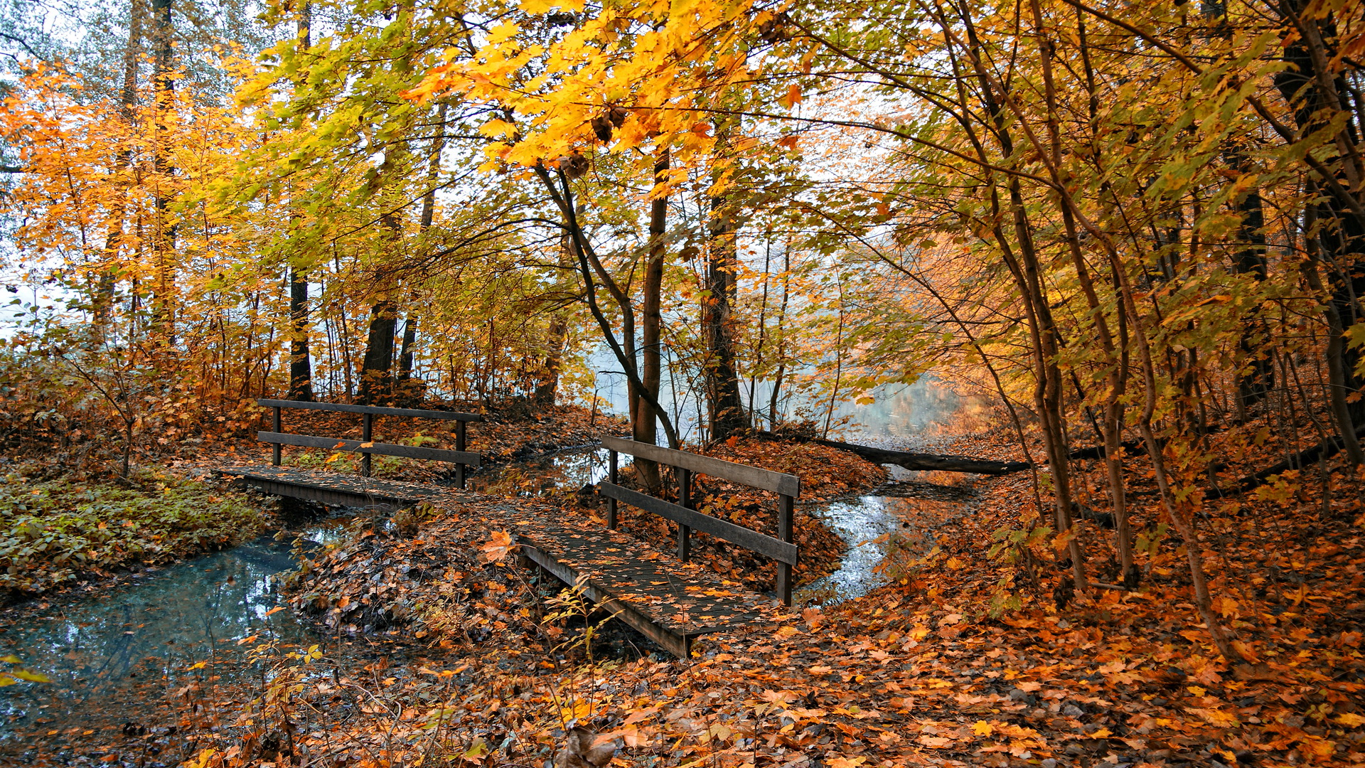 Обои лес, ручей, осень, forest, stream, autumn разрешение 1920x1080 Загрузить