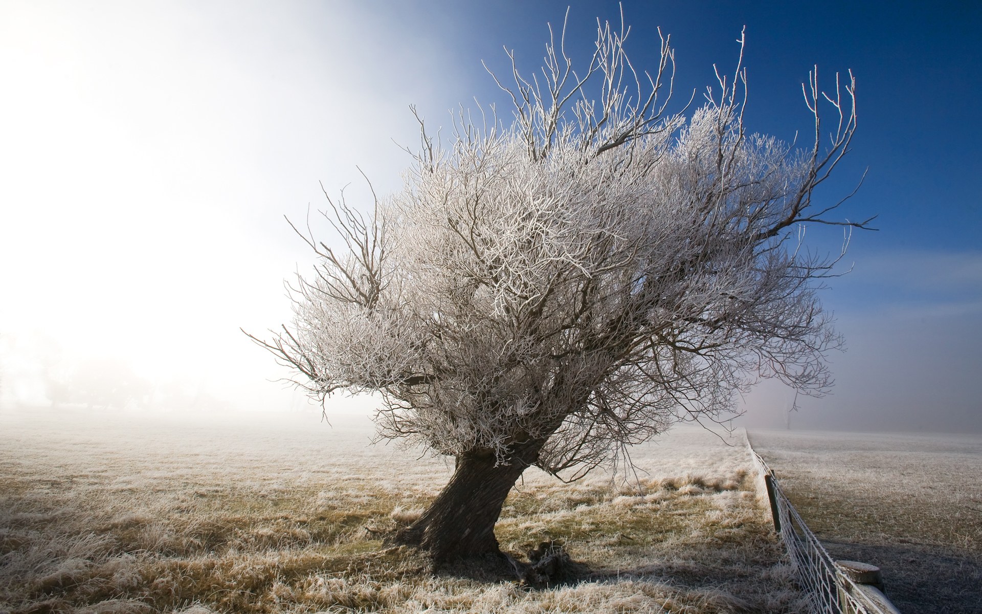 Обои небо, снег, дерево, зима, пейзаж, иней, забор, the sky, snow, tree, winter, landscape, frost, the fence разрешение 1920x1200 Загрузить