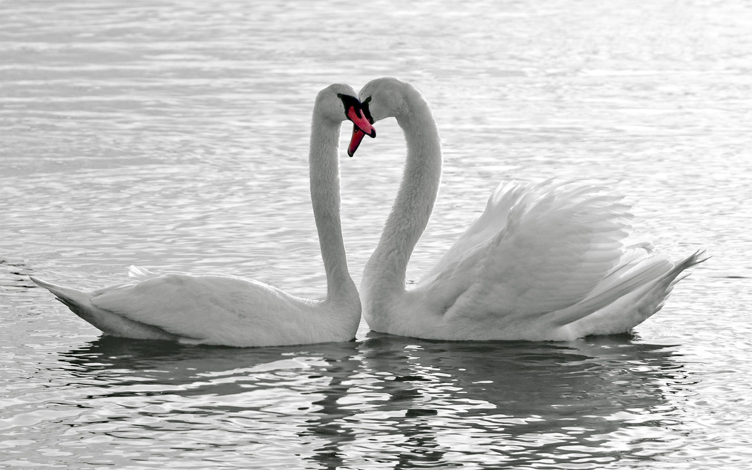 Обои озеро, птицы, любовь, лебеди, верность, lake, birds, love, swans, loyalty разрешение 2560x1600 Загрузить