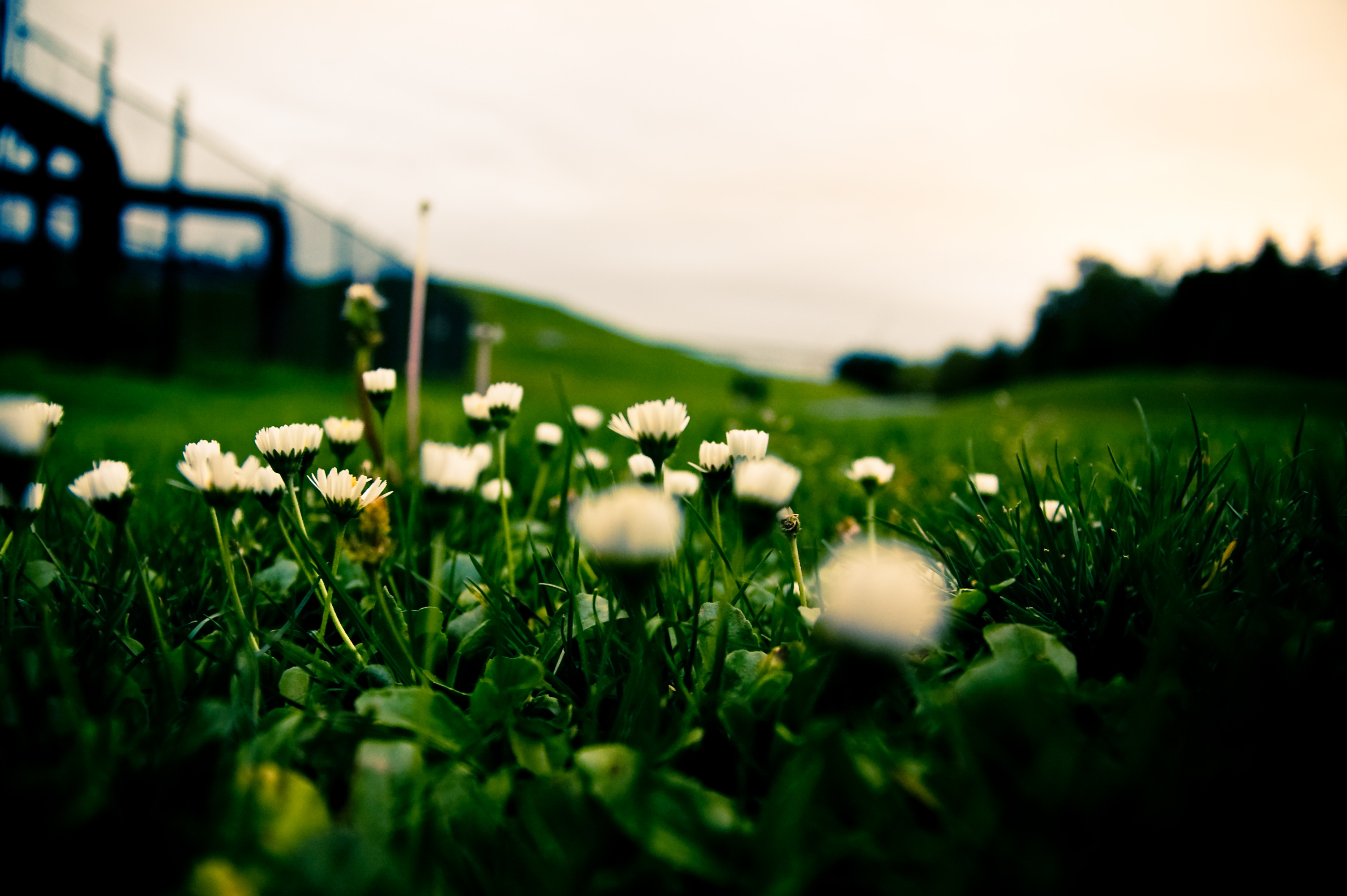 Зеленая трава с белыми цветами без смс