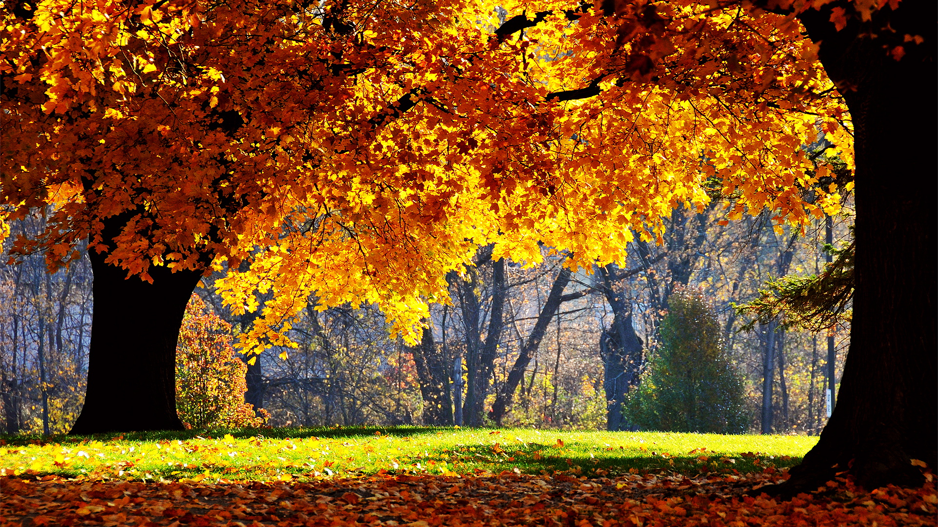 Обои деревья, солнце, лес, парк, листва, осень, trees, the sun, forest, park, foliage, autumn разрешение 1920x1080 Загрузить