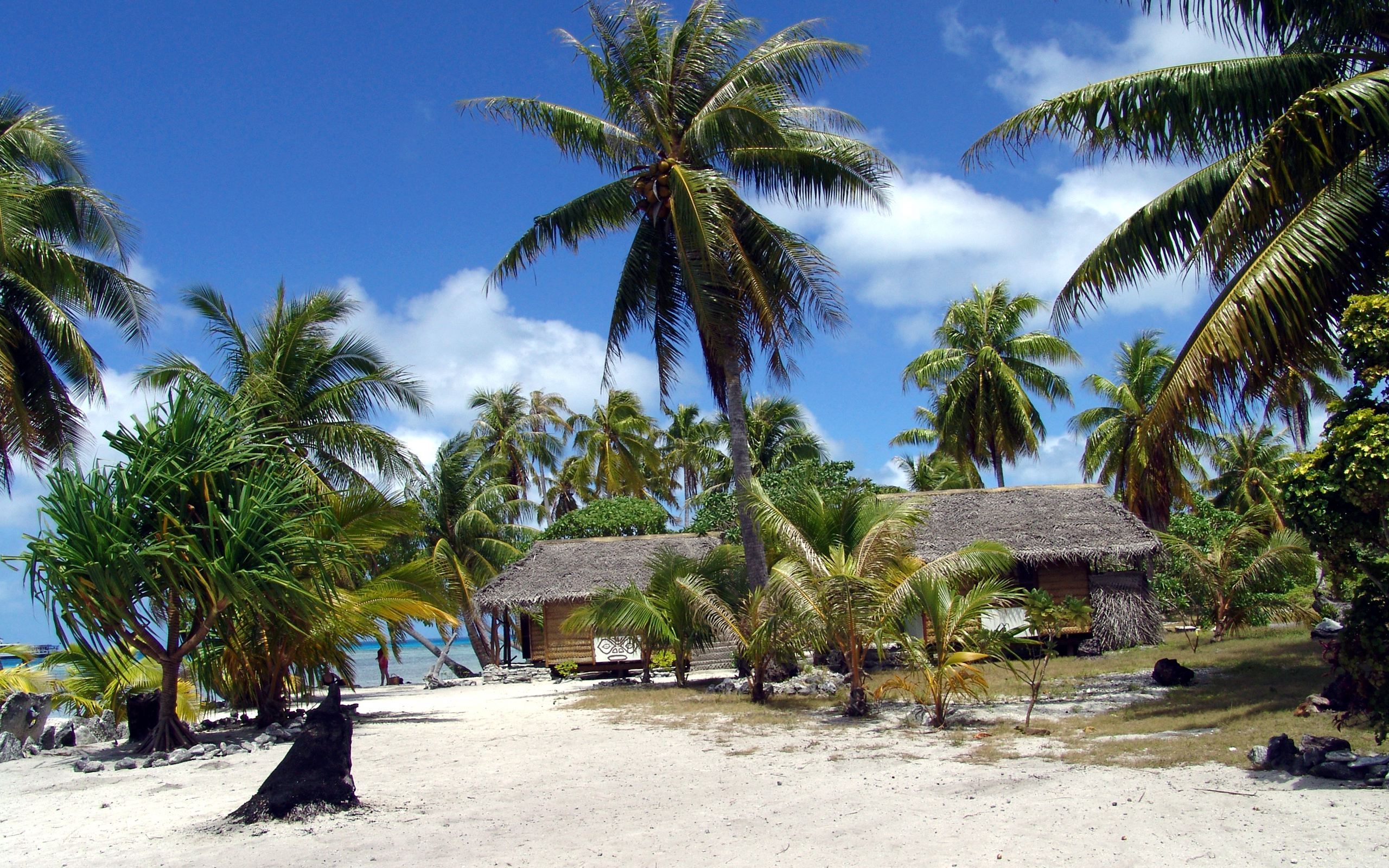 Обои пляж, пальмы, французкая полинезия, beach, palm trees, french polynesia разрешение 2560x1600 Загрузить