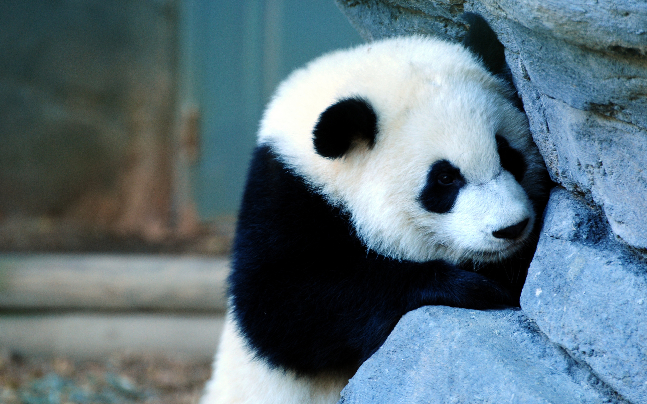 Обои грусть, панда, медведь, бамбуковый медведь, большая панда, sadness, panda, bear, bamboo bear, the giant panda разрешение 2560x1600 Загрузить