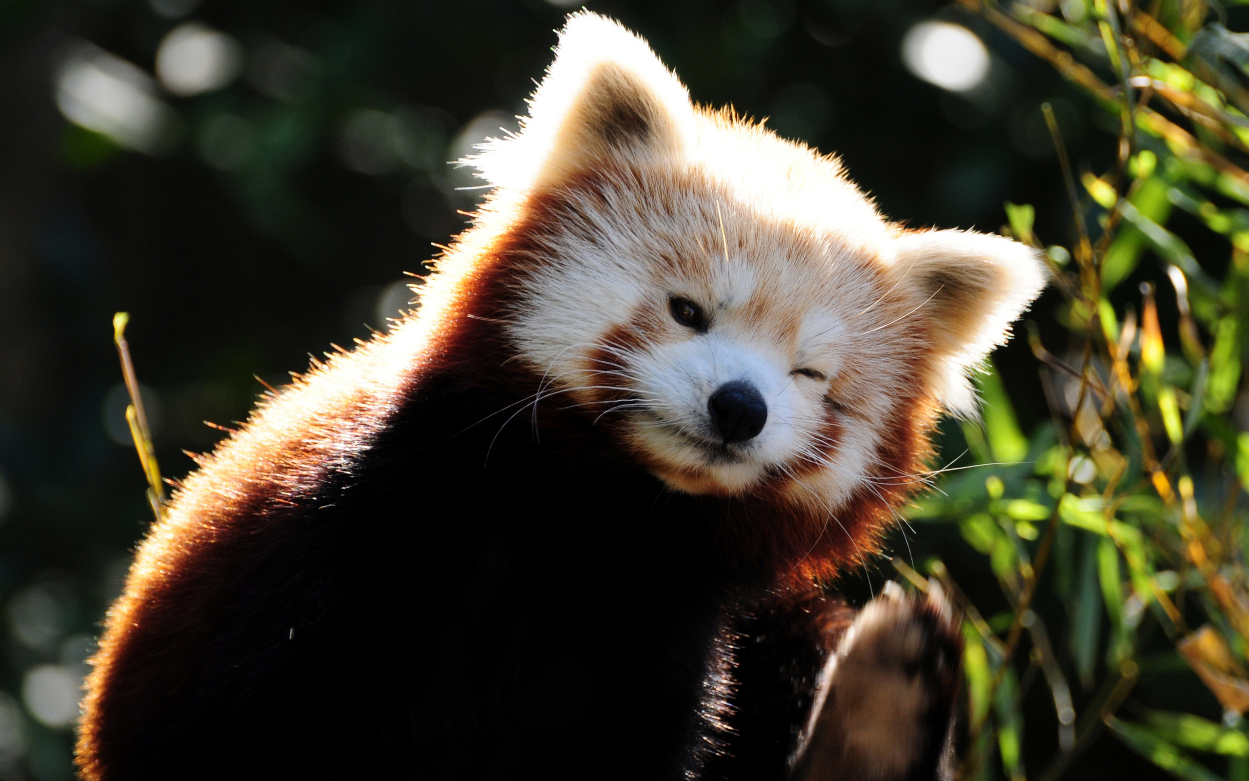 Animals images. Енотовидная Панда. Малая Панда альбинос. Красная Панда. Тануки красная Панда.