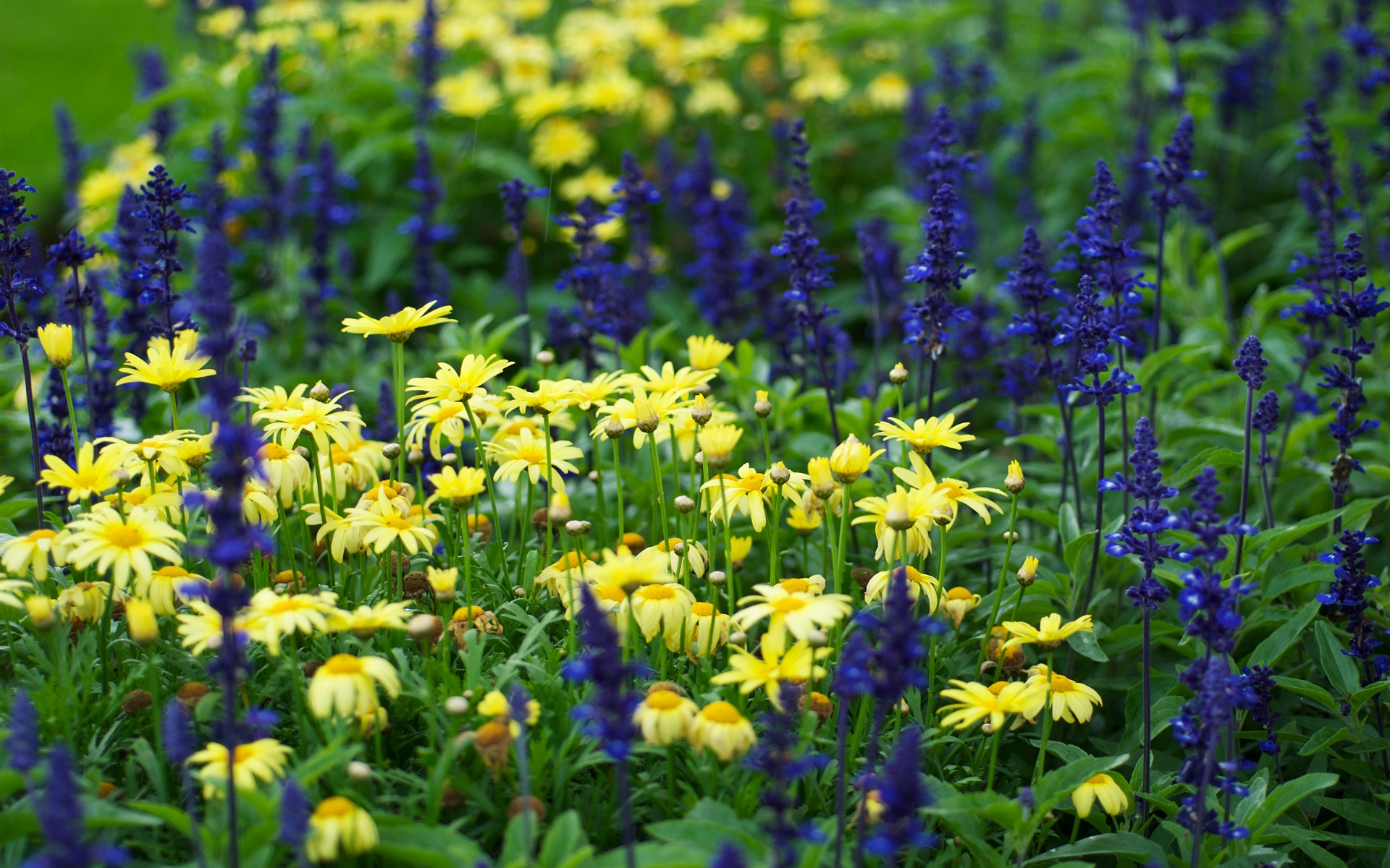 Сине желтые цветы названия. Полевые цветы. Полевые цветы Подмосковья. Лесные цветы. Весенние полевые цветы.