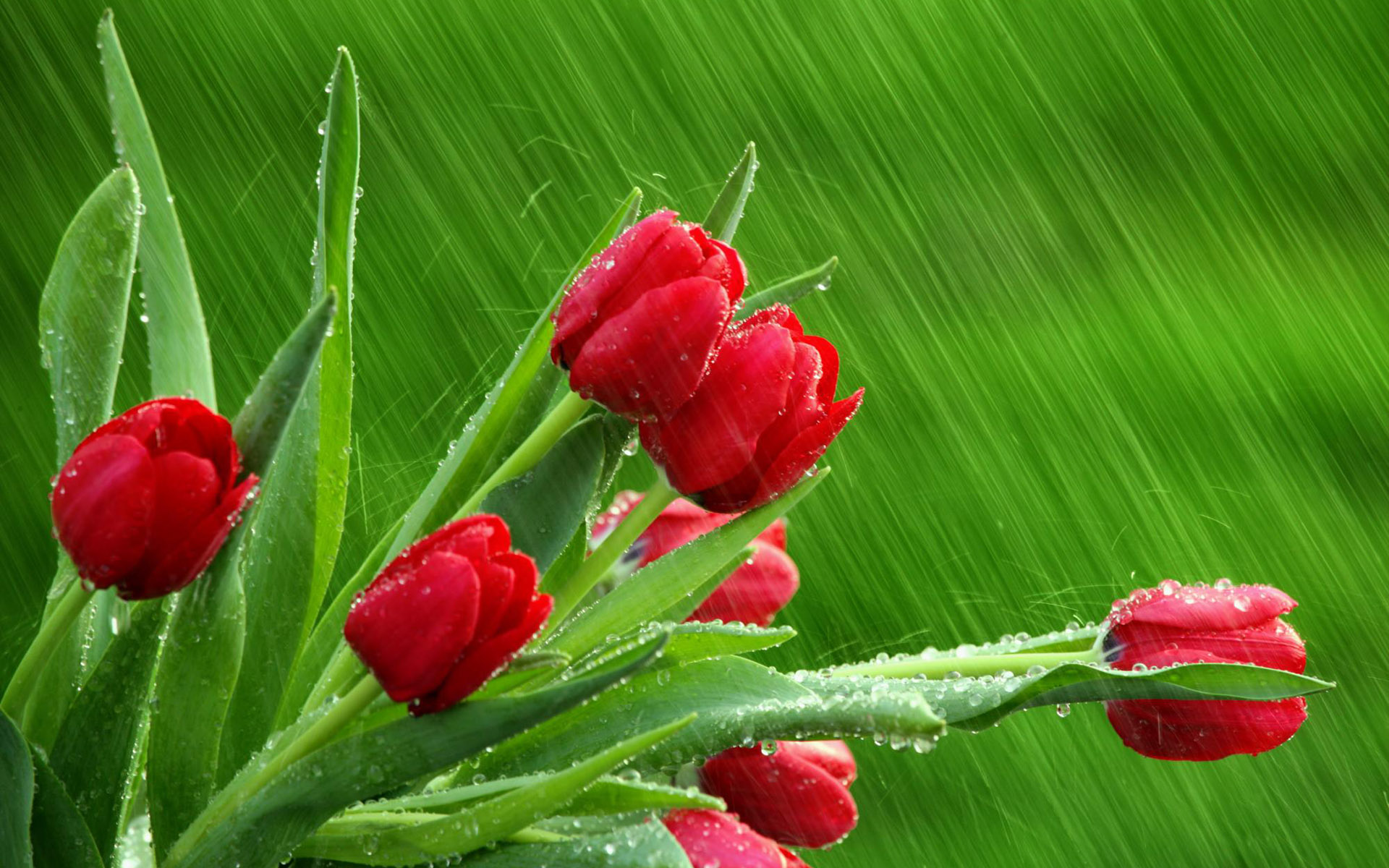 Обои капли, дождь, тюльпаны, drops, rain, tulips разрешение 1920x1200 Загрузить