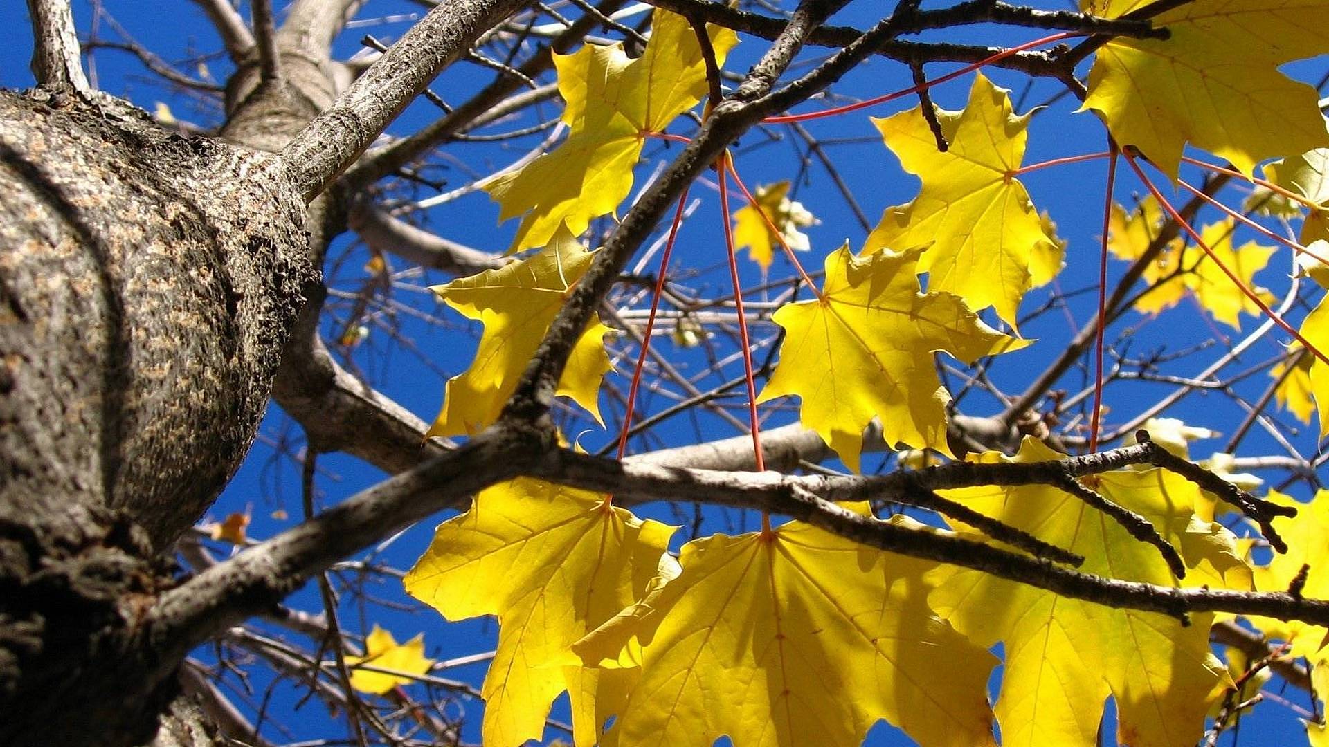 Обои листья, листва, осень, клен, leaves, foliage, autumn, maple разрешение 1920x1080 Загрузить