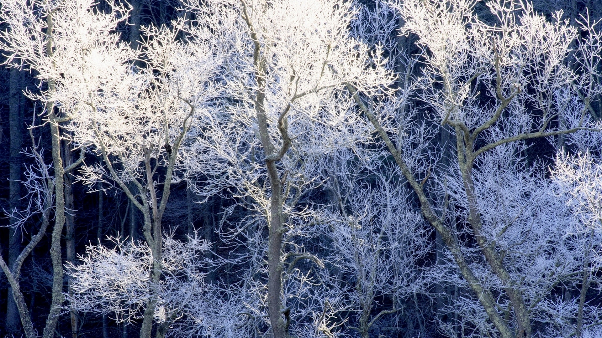 Обои деревья, снег, зима, иней, trees, snow, winter, frost разрешение 1920x1080 Загрузить