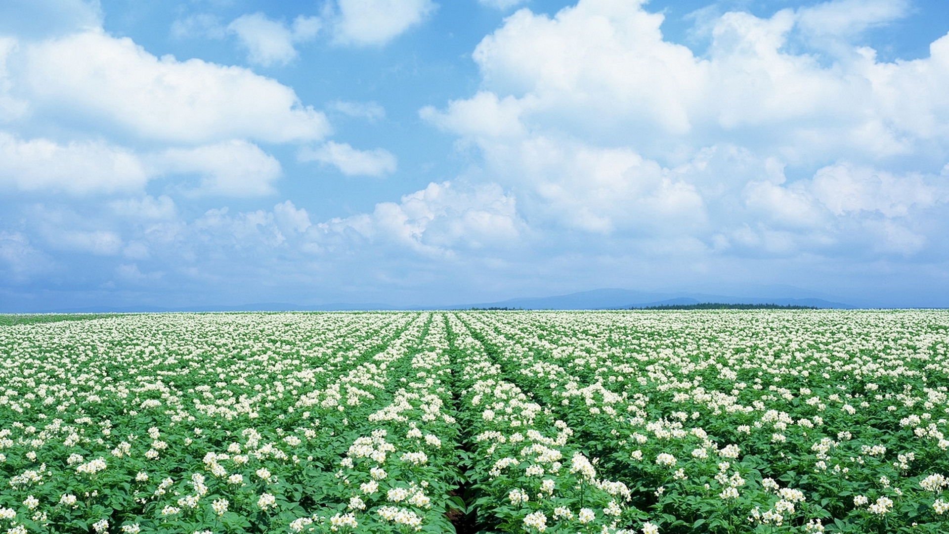 Обои поле, урожай, картошка, картофель, field, harvest, potatoes разрешение 1920x1080 Загрузить