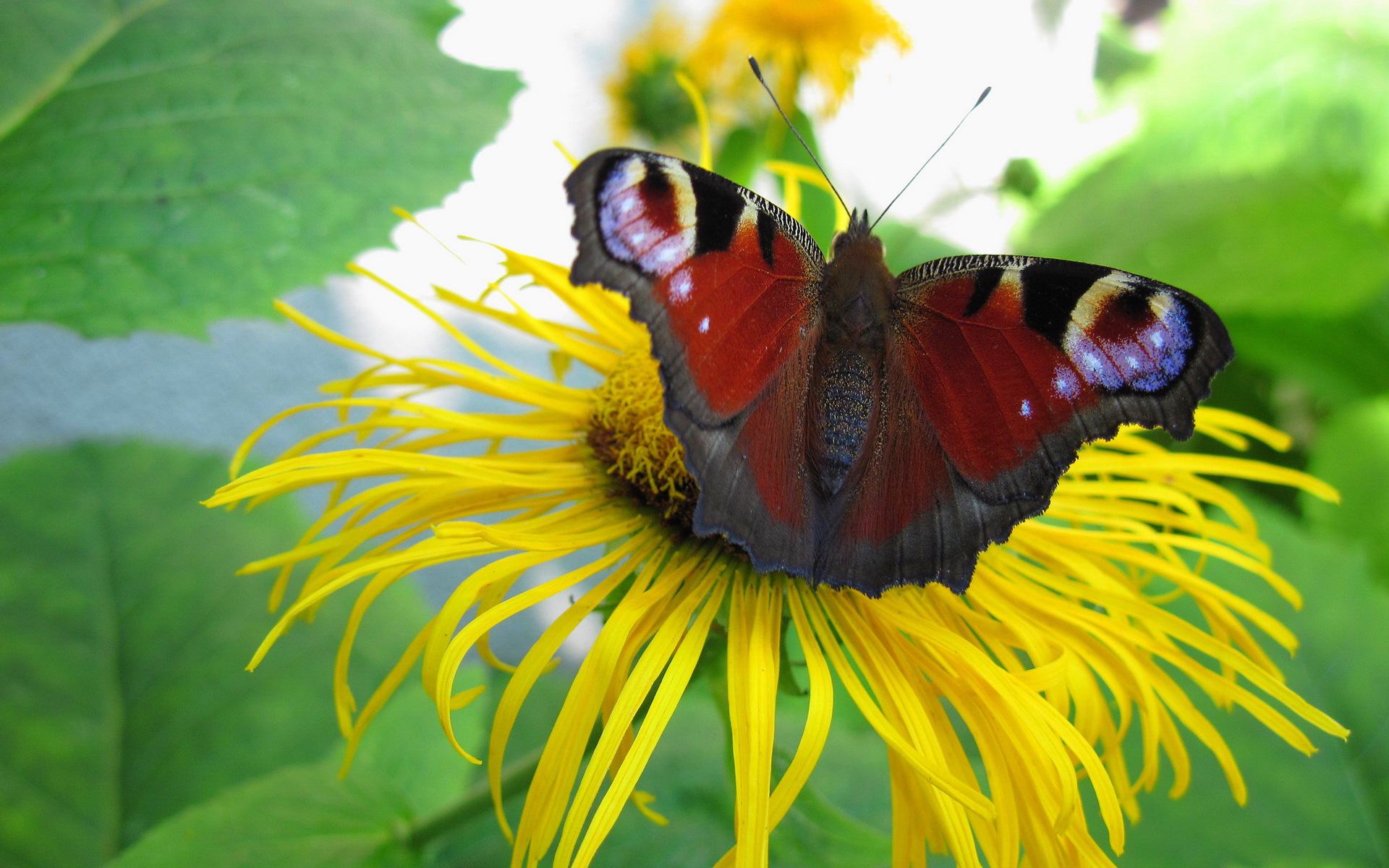 Обои цветок, бабочка, растение, павлиний глаз, девясил, flower, butterfly, plant, peacock, nard разрешение 1920x1200 Загрузить