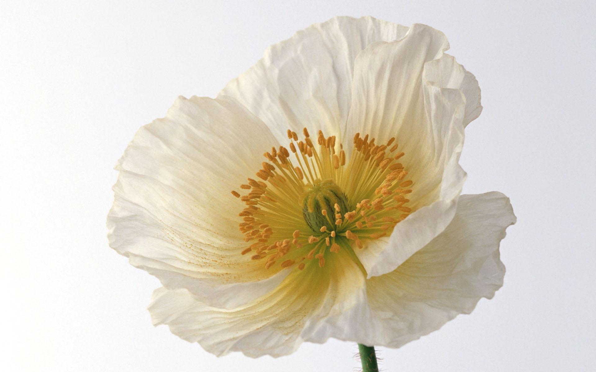 Обои цветок, лепестки, белый, мак, белый фон, flower, petals, white, mac, white background разрешение 1920x1200 Загрузить
