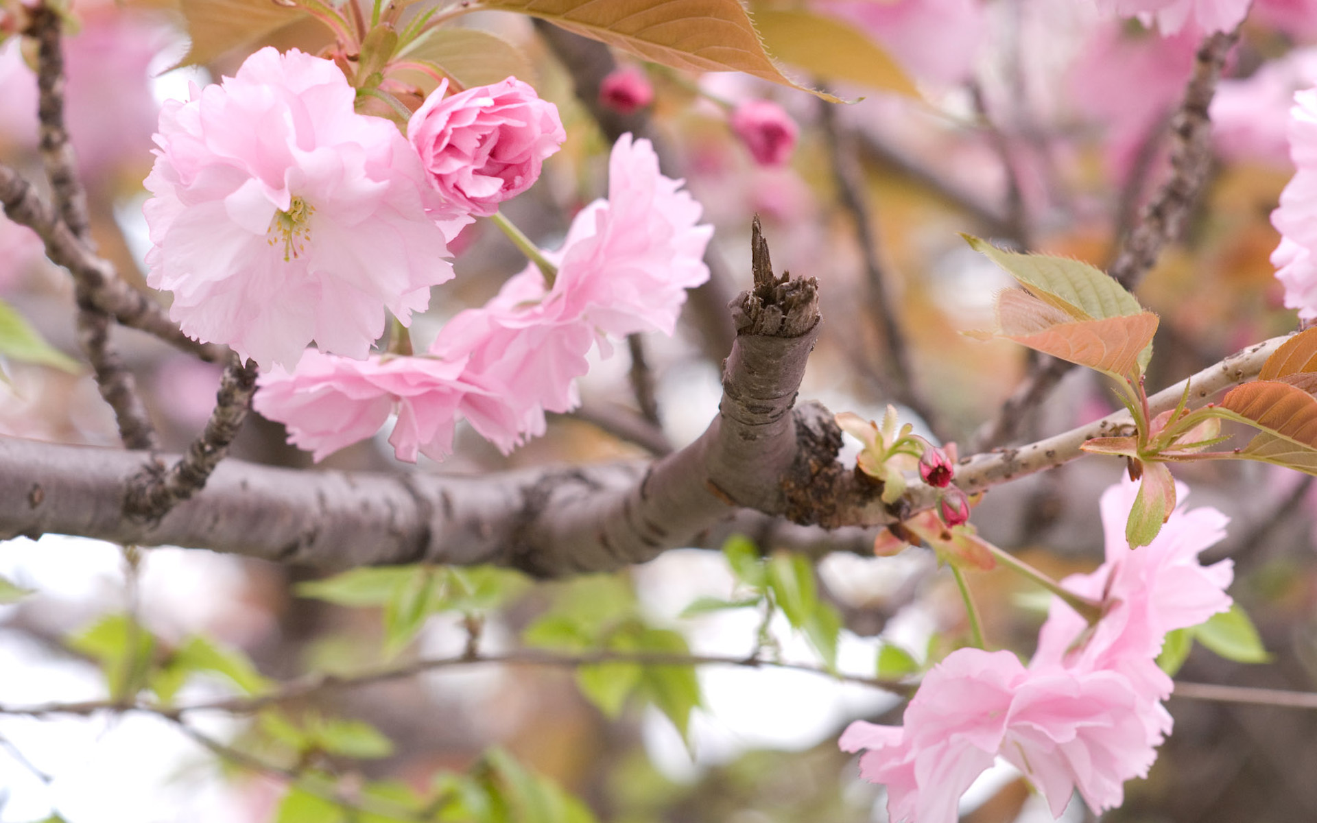 Обои ветка, цветение, весна, сакура, branch, flowering, spring, sakura разрешение 1920x1200 Загрузить