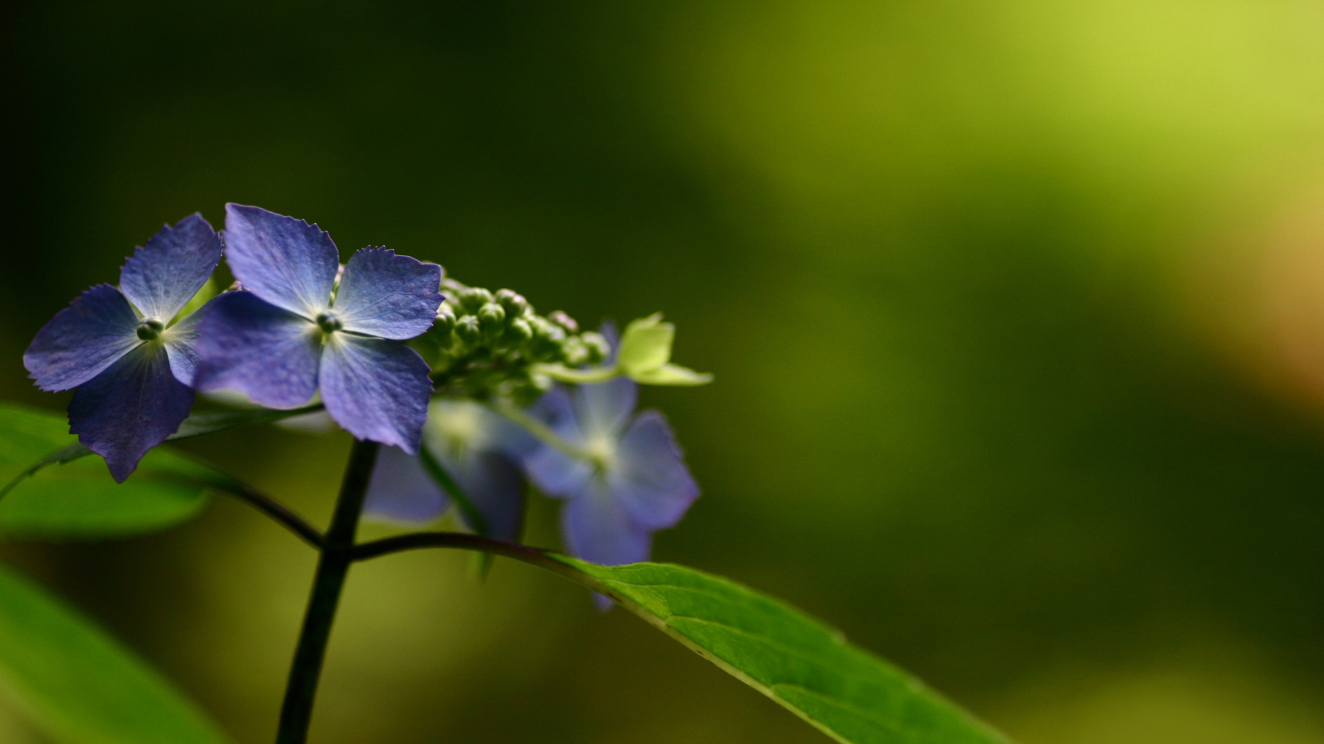 Обои цветы, природа, макро, гортензия, flowers, nature, macro, hydrangea разрешение 1920x1080 Загрузить